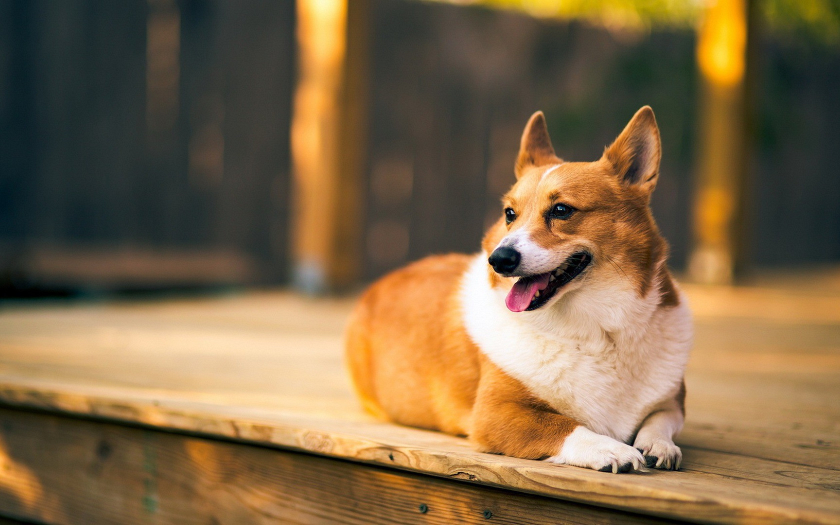 Верный веселый корги