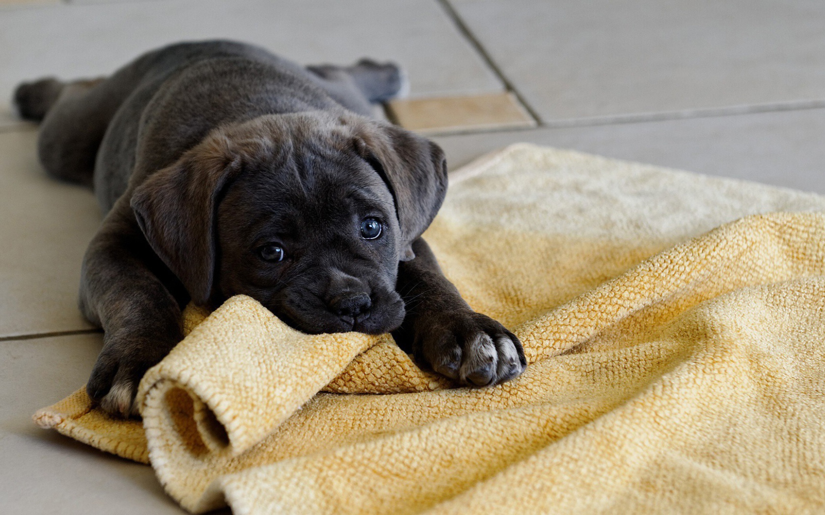 Щенок грызет коврик