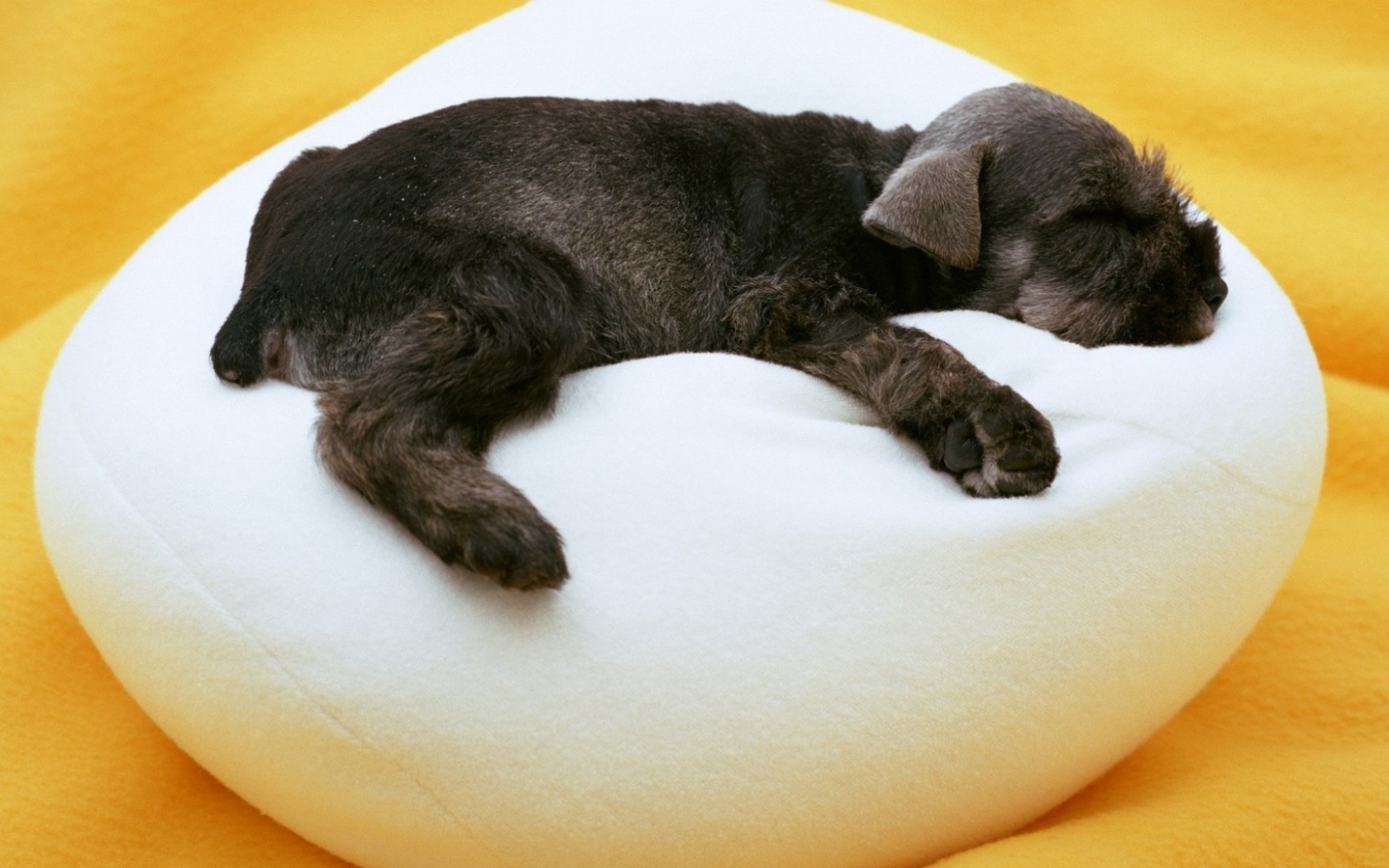 Щенок спит на белом пуфике