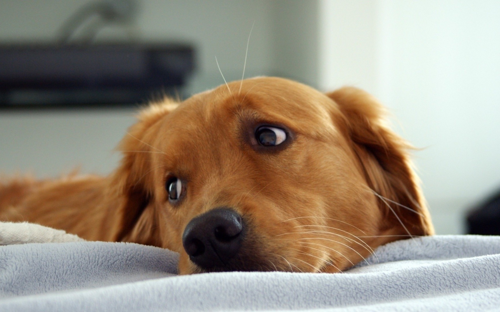 Рыжая собака смотрит через плечо в сторону