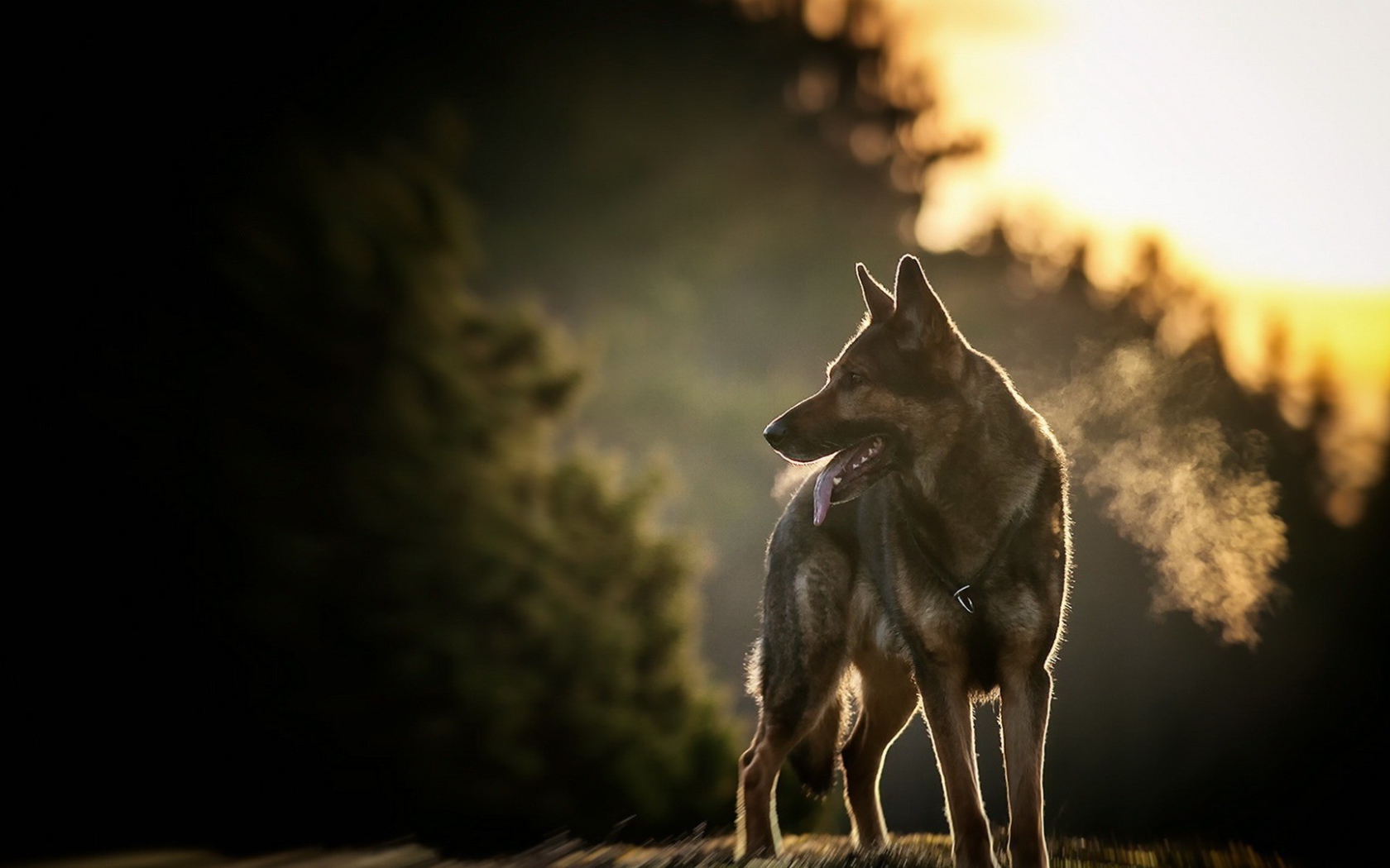 Овчарка на фоне заката