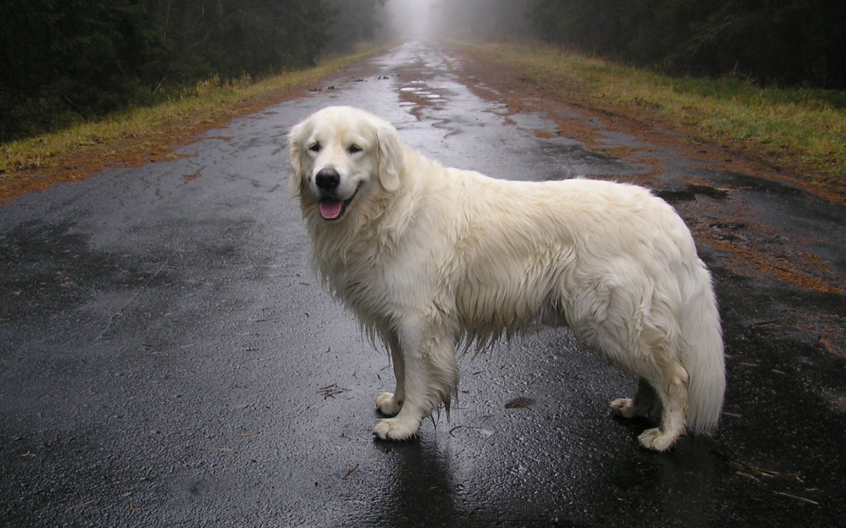Собака стоит на мокрой дороге