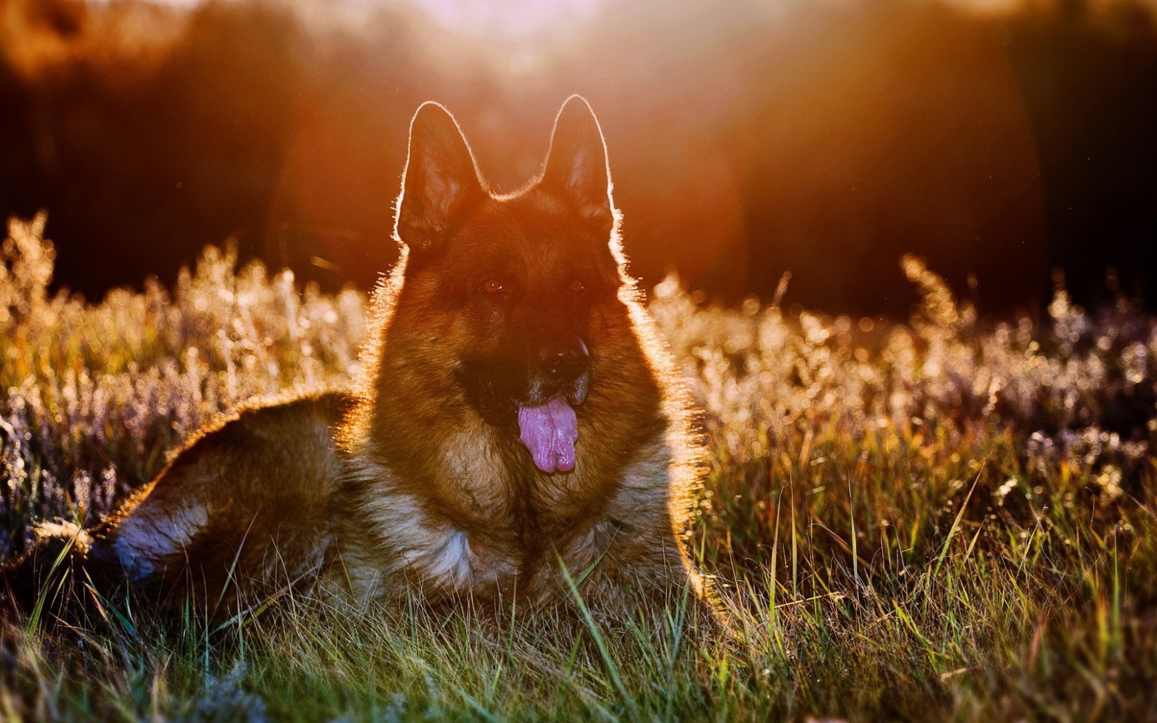 Закатное солнце освещает шерсть немецкой овчарки