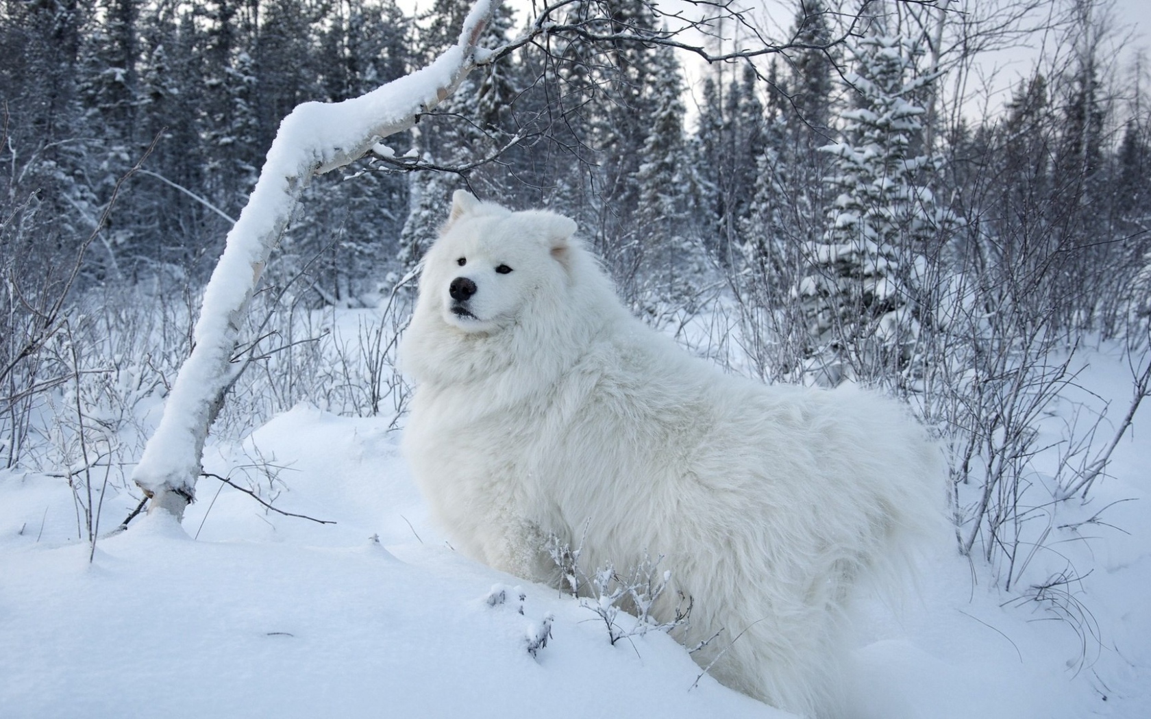 Белая собака на белом снегу