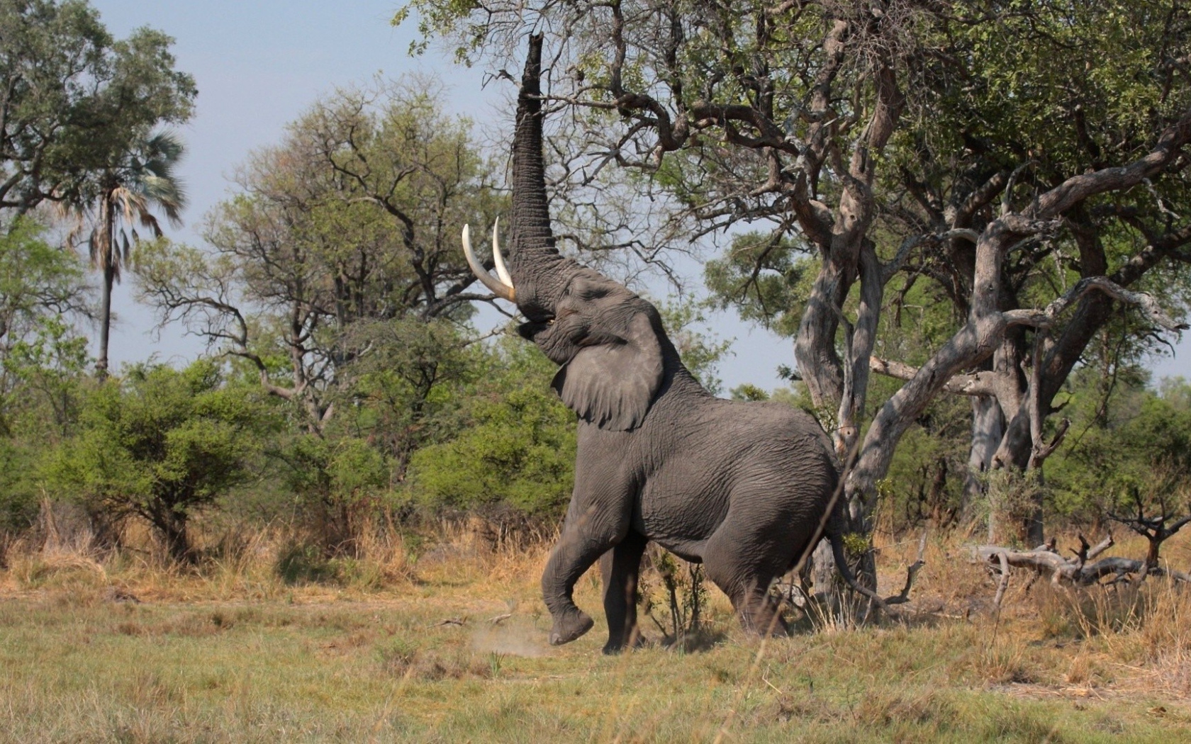 Слон поднял хобот вверх
