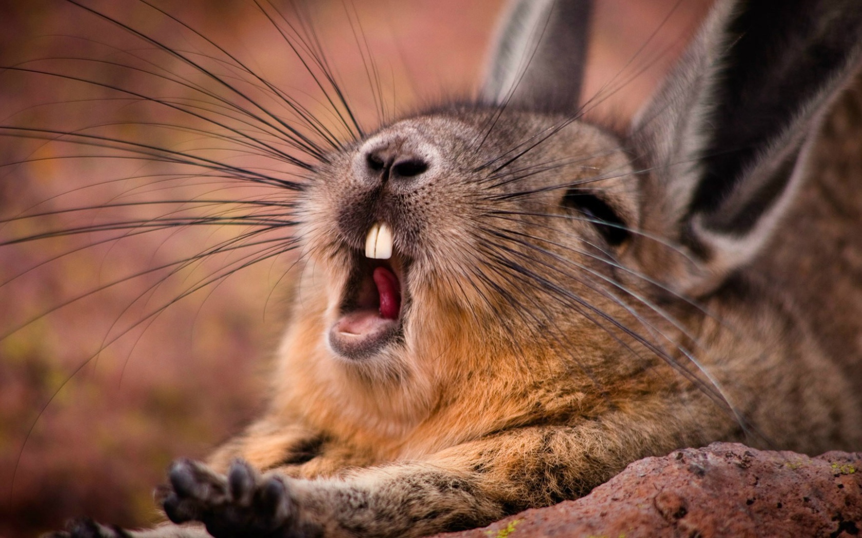 Wild rabbit yawns