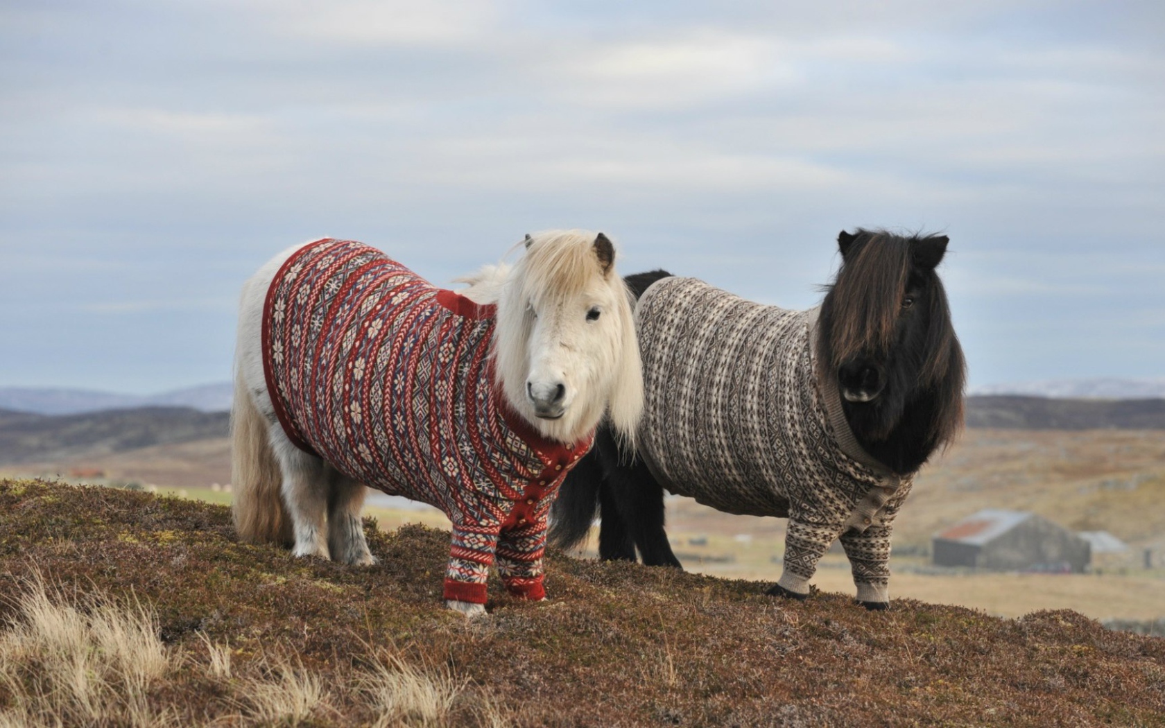 Пони в свитерах