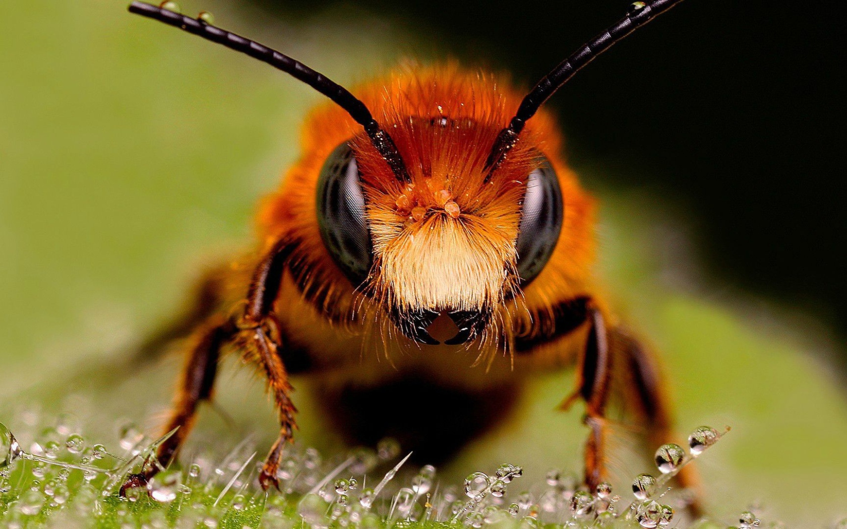 Крупное фото головы пчелы