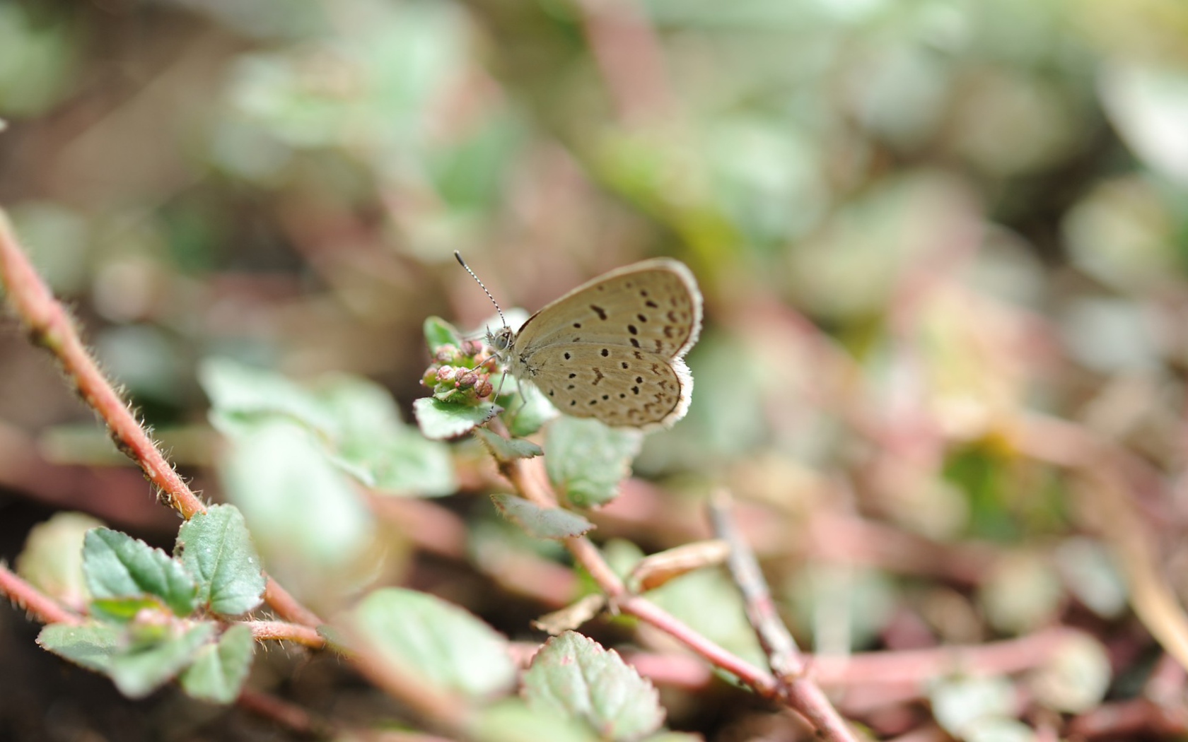 Бежевая бабочка села на цветок