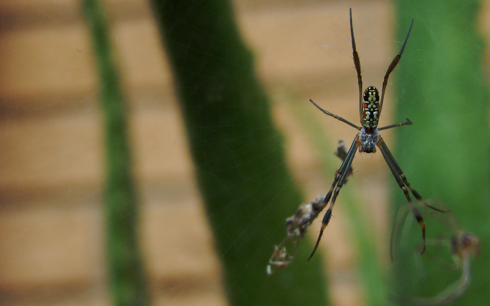 Большой паук плетет паутину