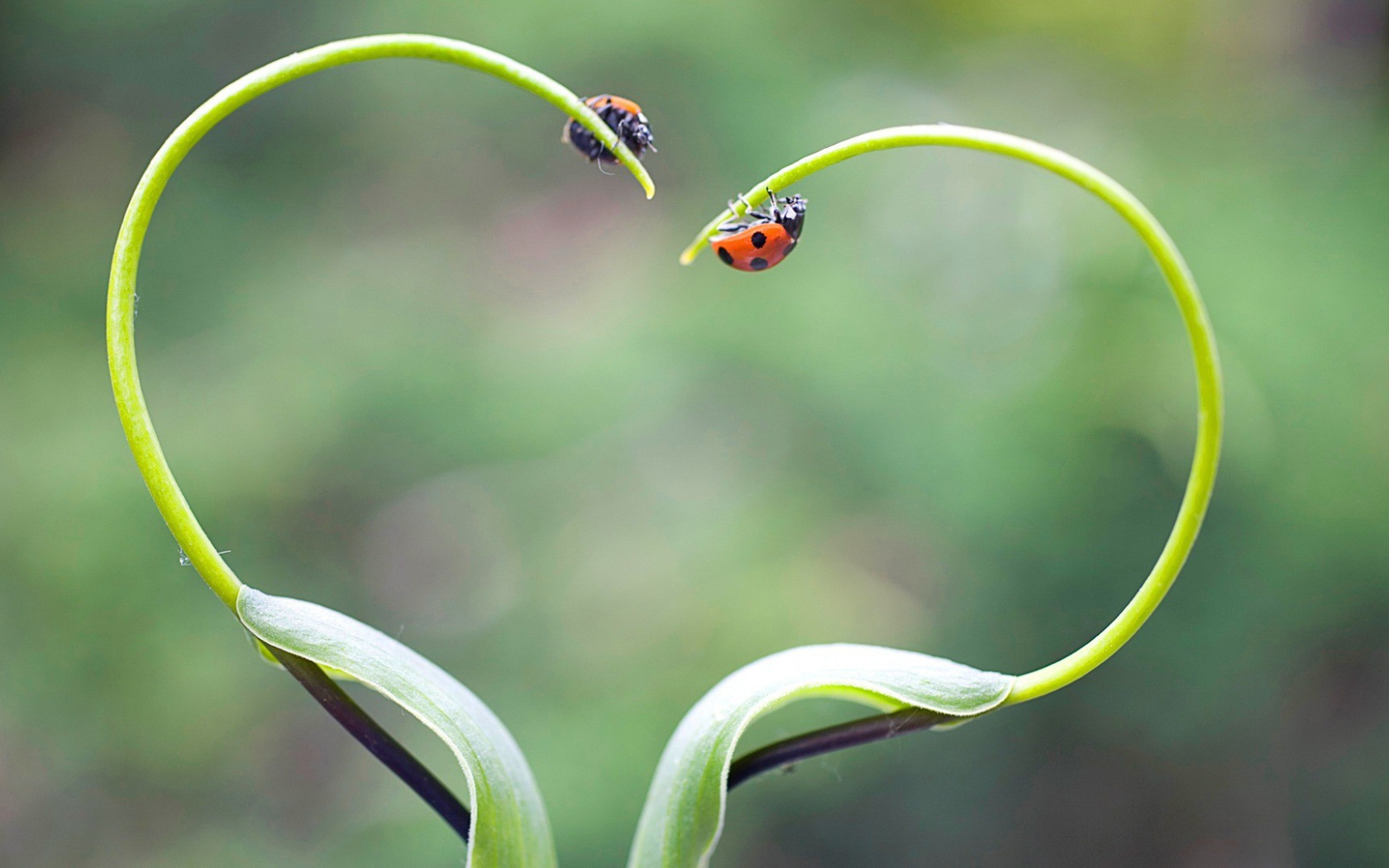 Жуки божьи коровки на ростках в форме сердца