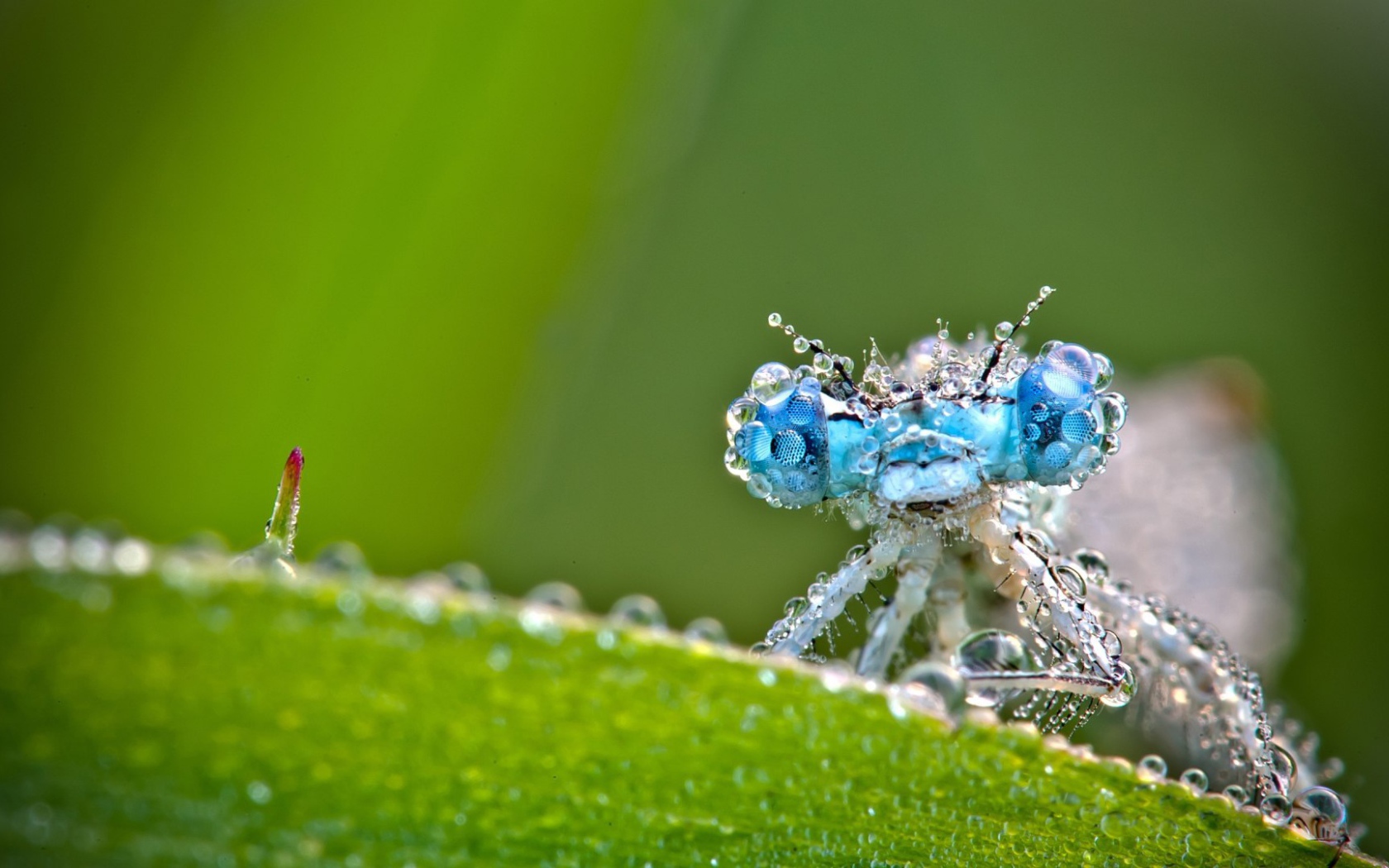 Стрекоза в каплях росы