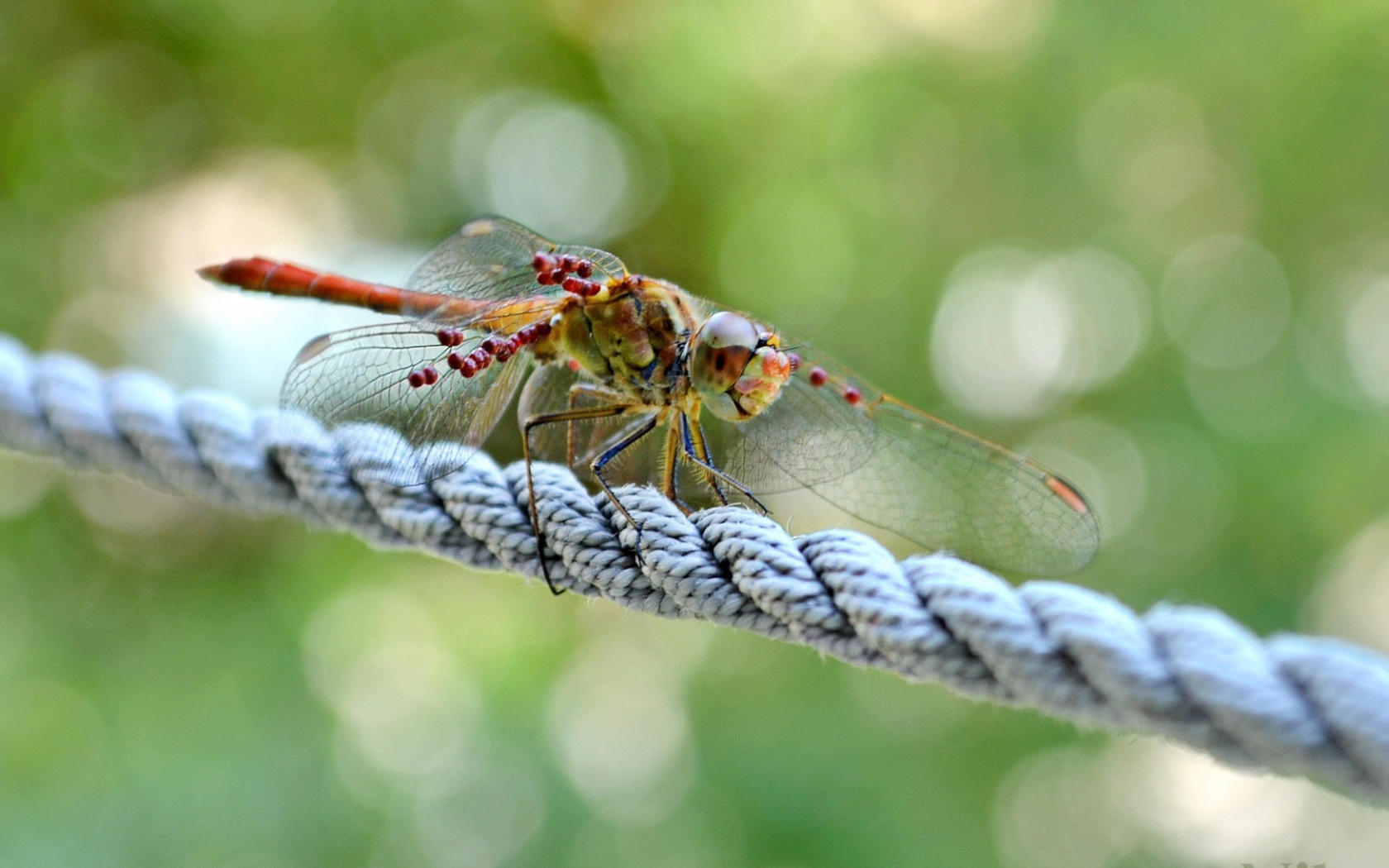 Стрекоза сидит на веревке