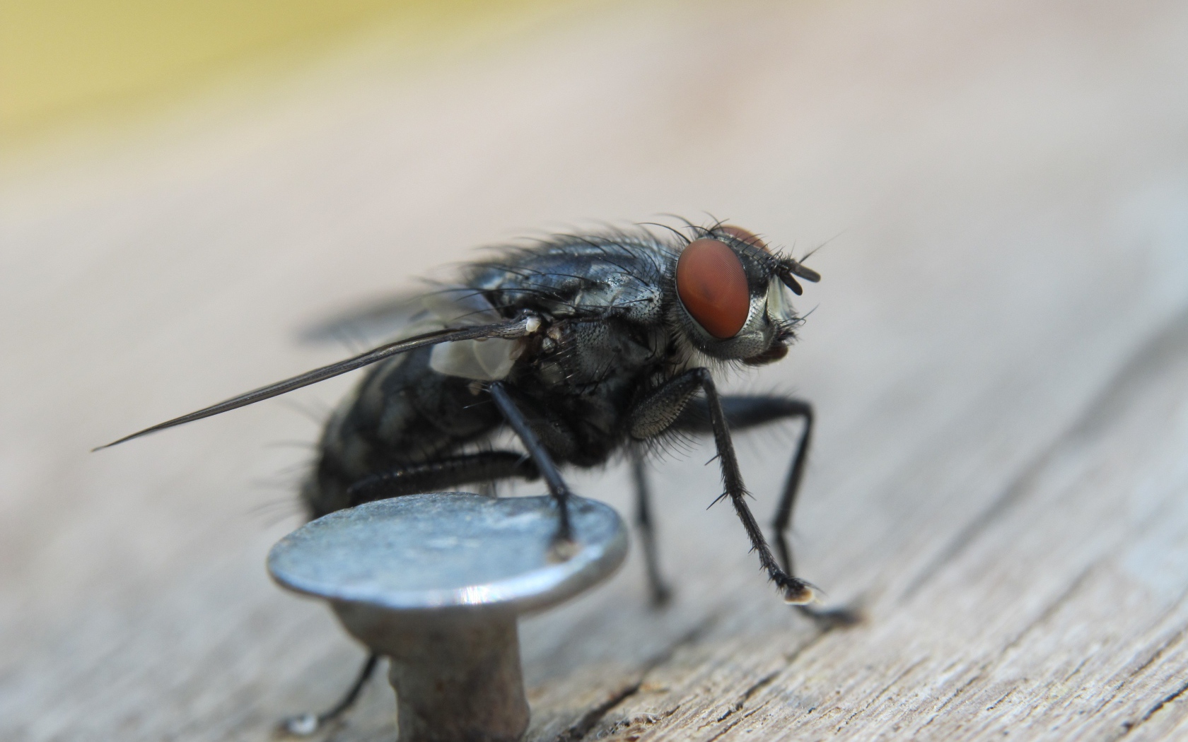 Муха у железного гвоздя