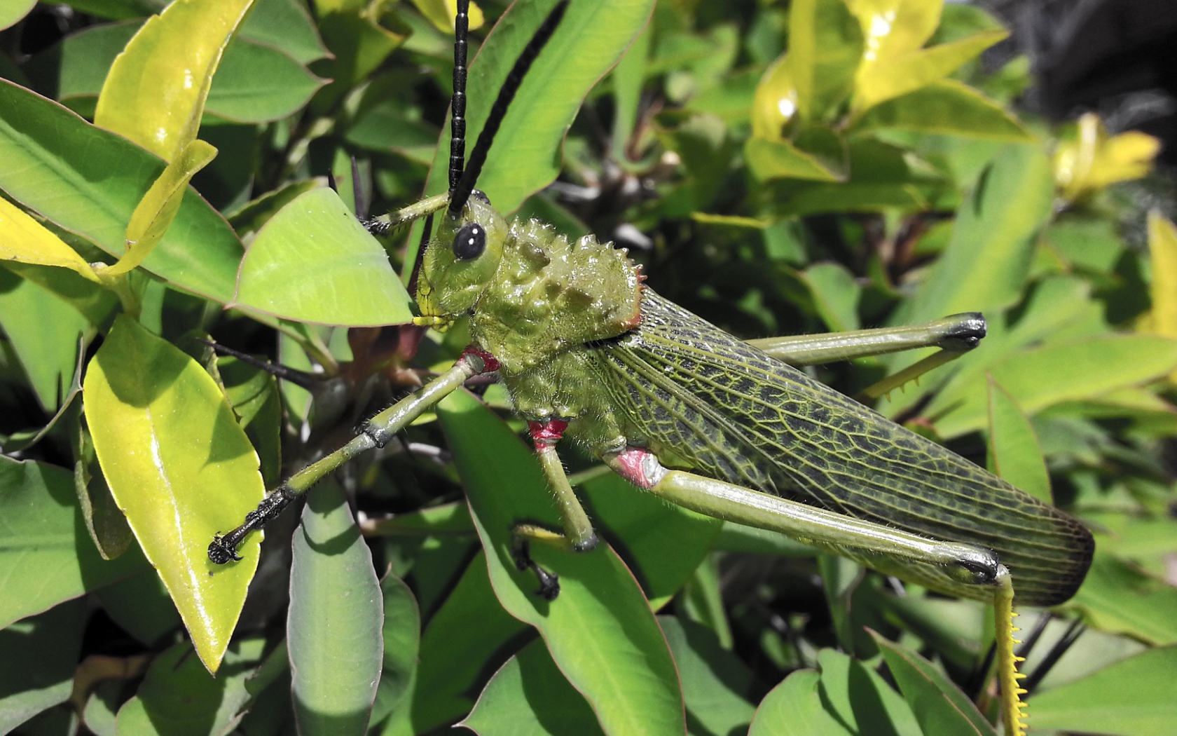 Кузнечик отлично замаскировался
