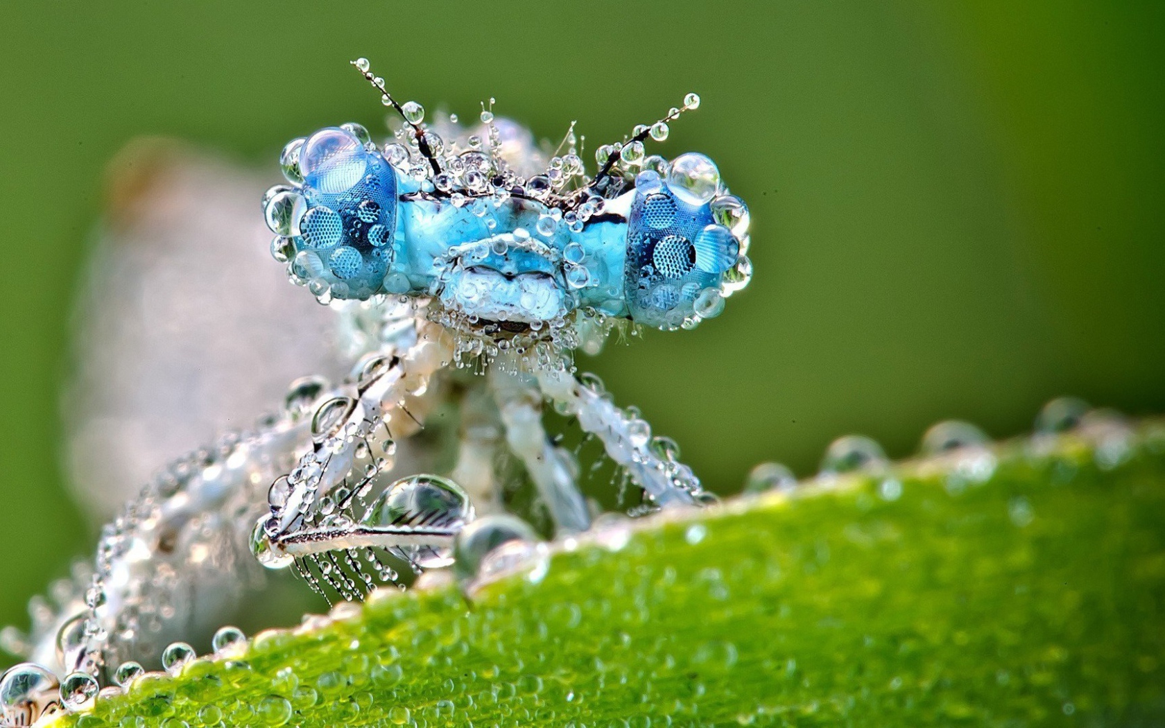 Насекомое покрыто каплями воды