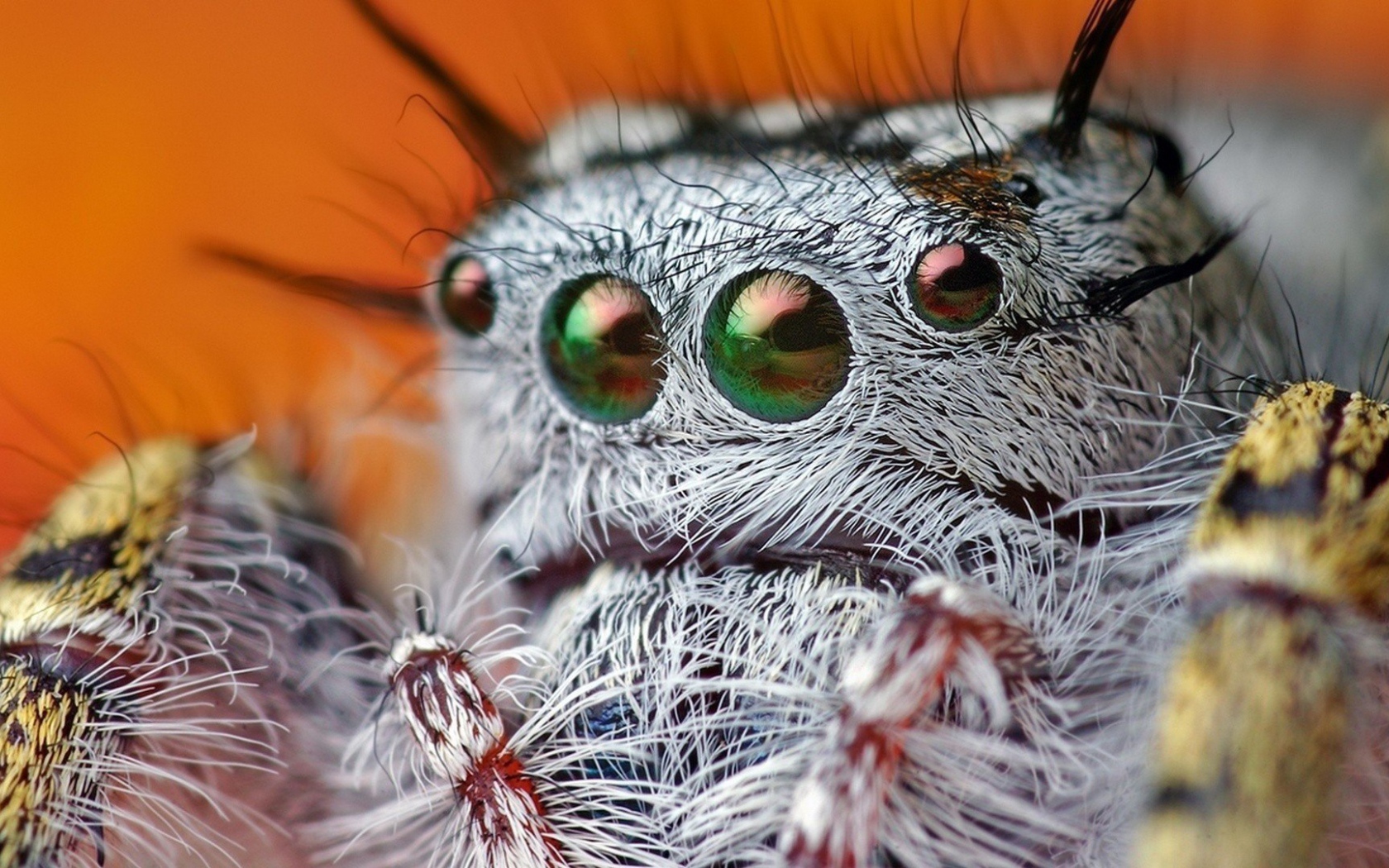 Так выглядит паук