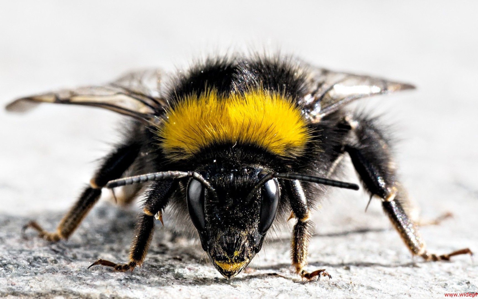 Фото мохнатого насекомого