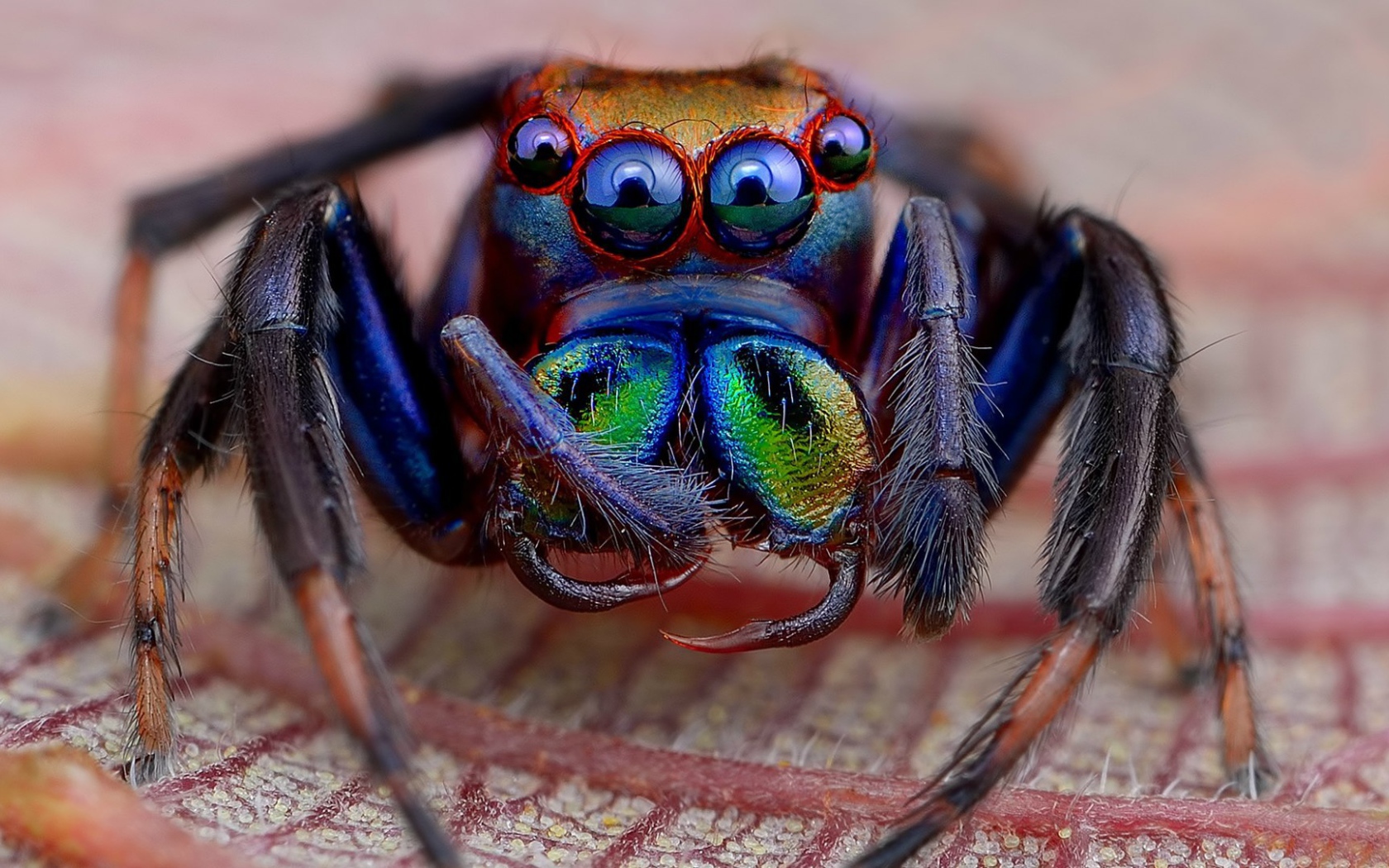 Радужный мохнатый паук