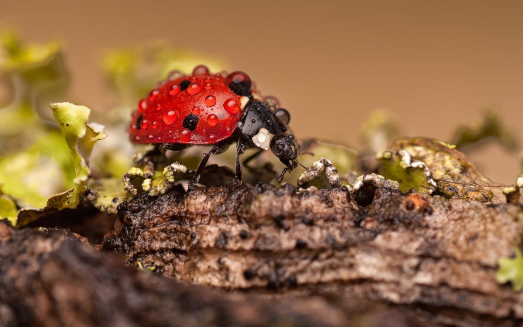 Красный жук покрыт росой