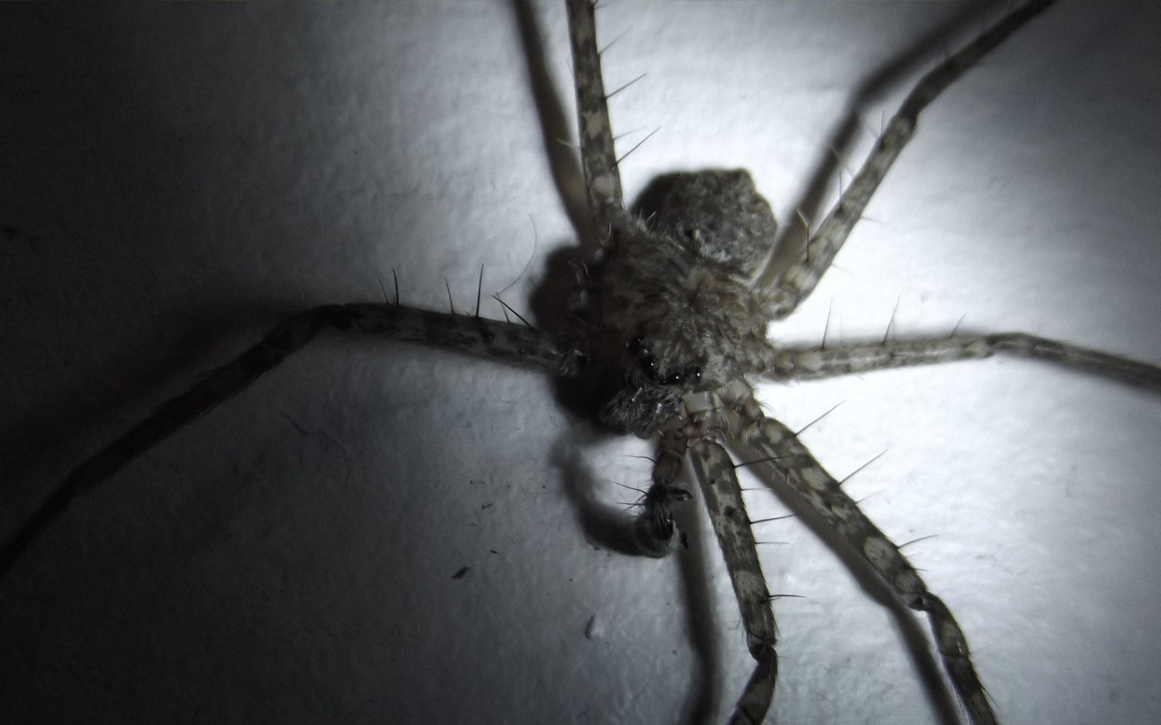 У паука не хватает лапок