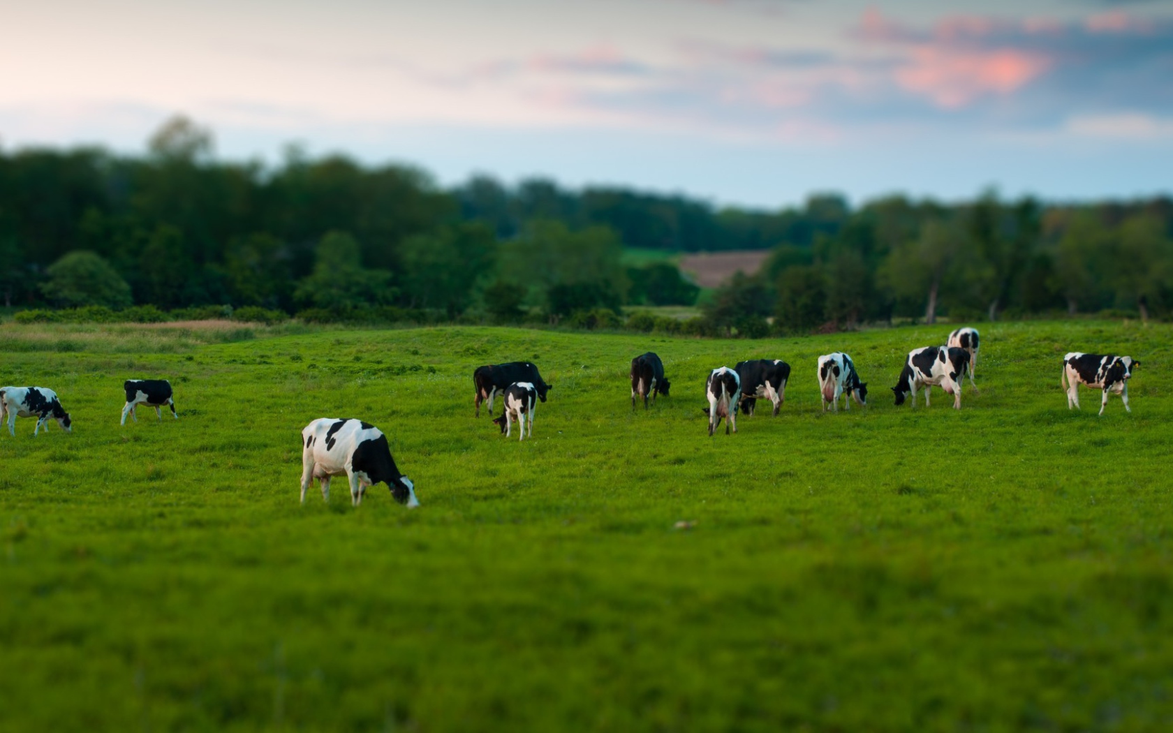 Стадо коров на пастбище