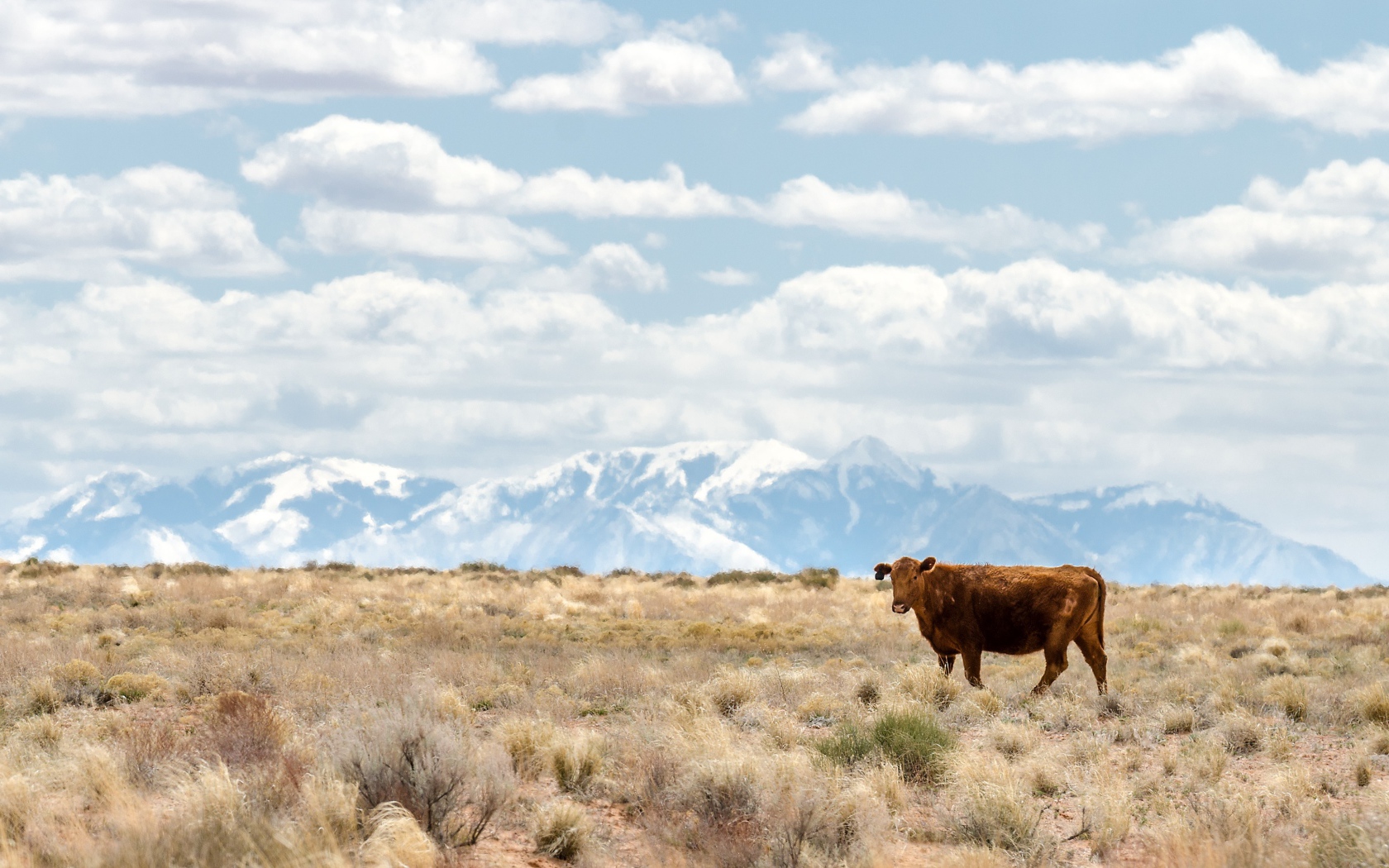 Коричневая корова на горном пастбище