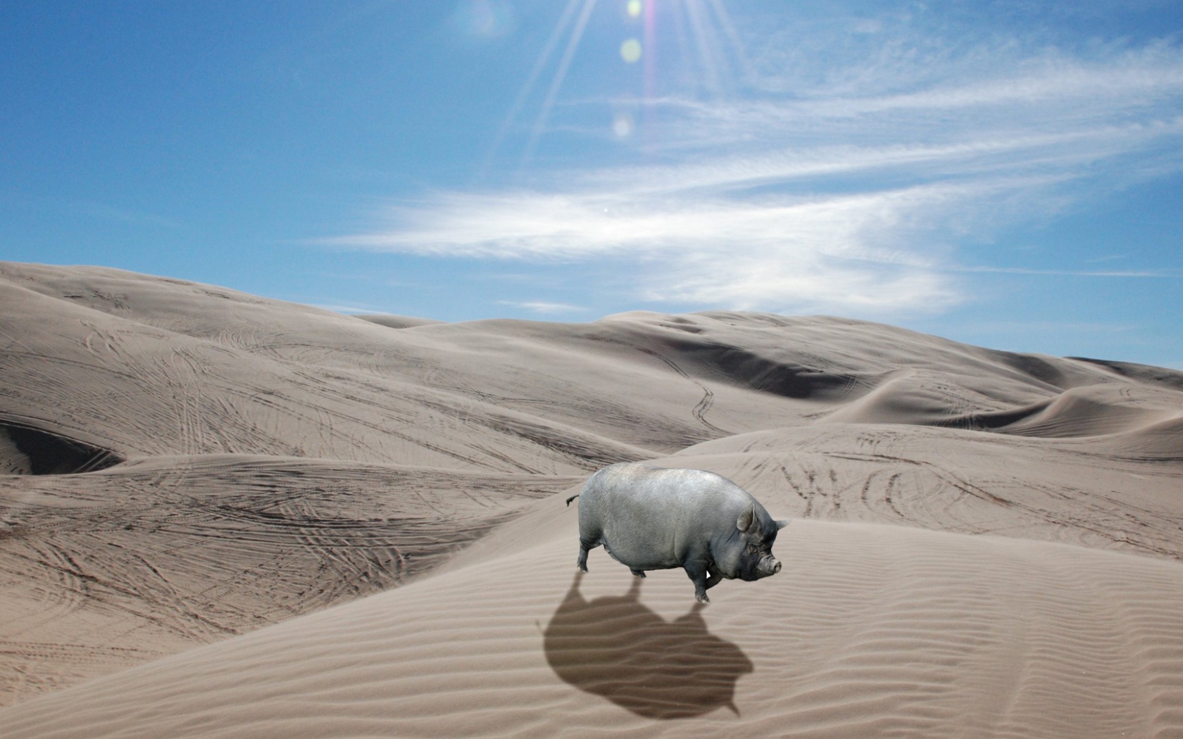 Серая свинья в пустыне