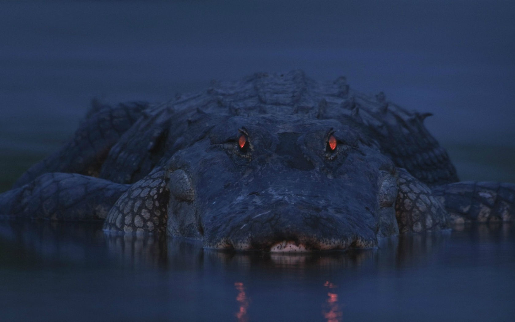 Аллигатор на берегу реки Мьякка