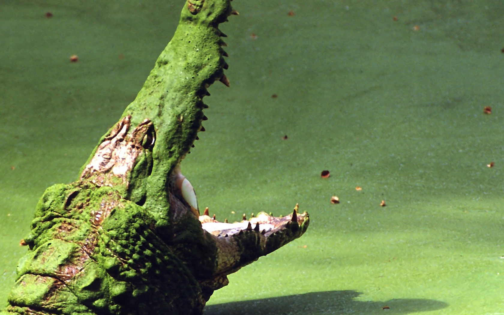 Крокодил на болоте