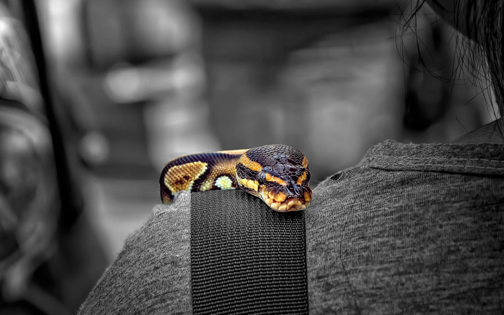 Змея на плече