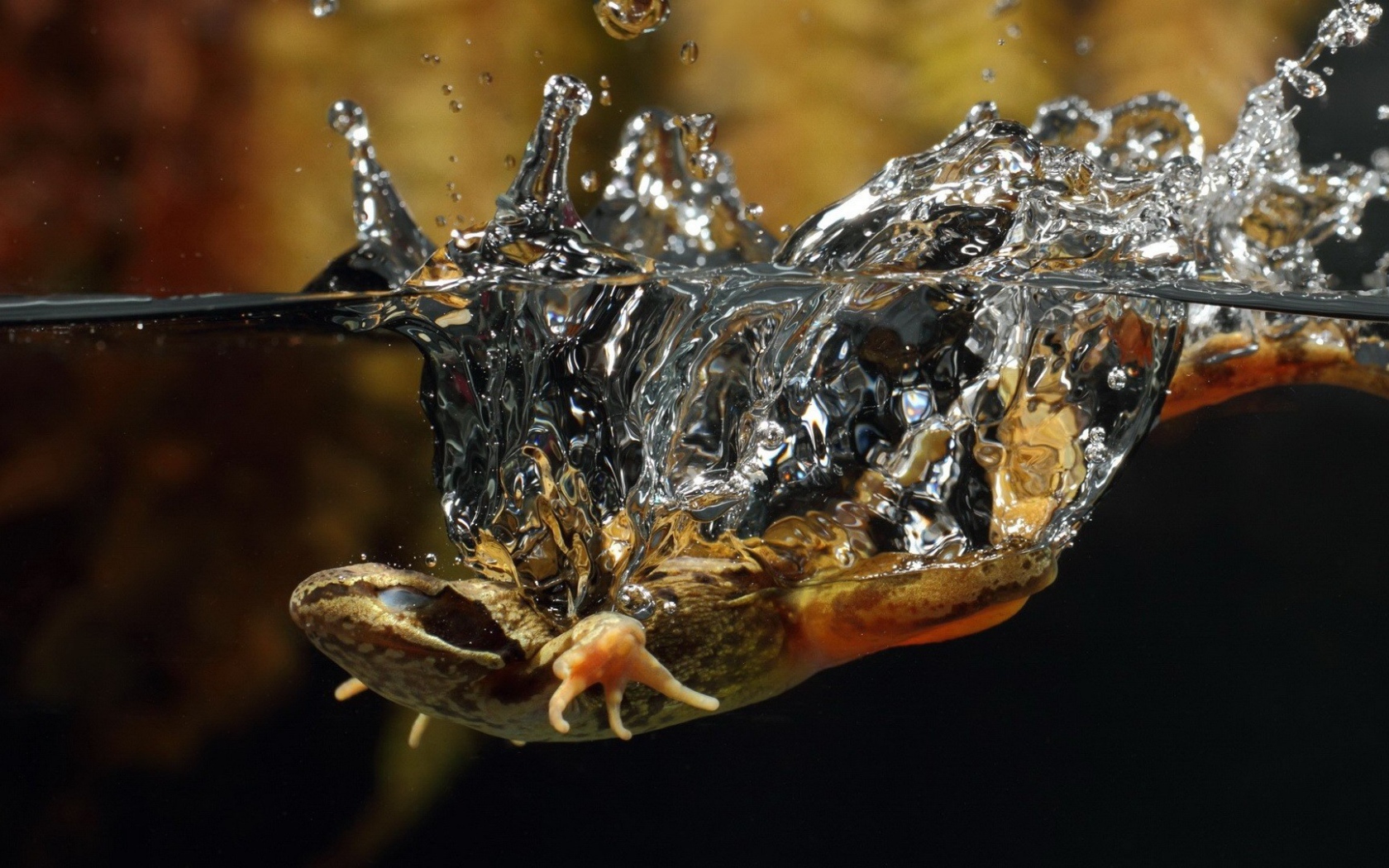 Ящерица упала в воду