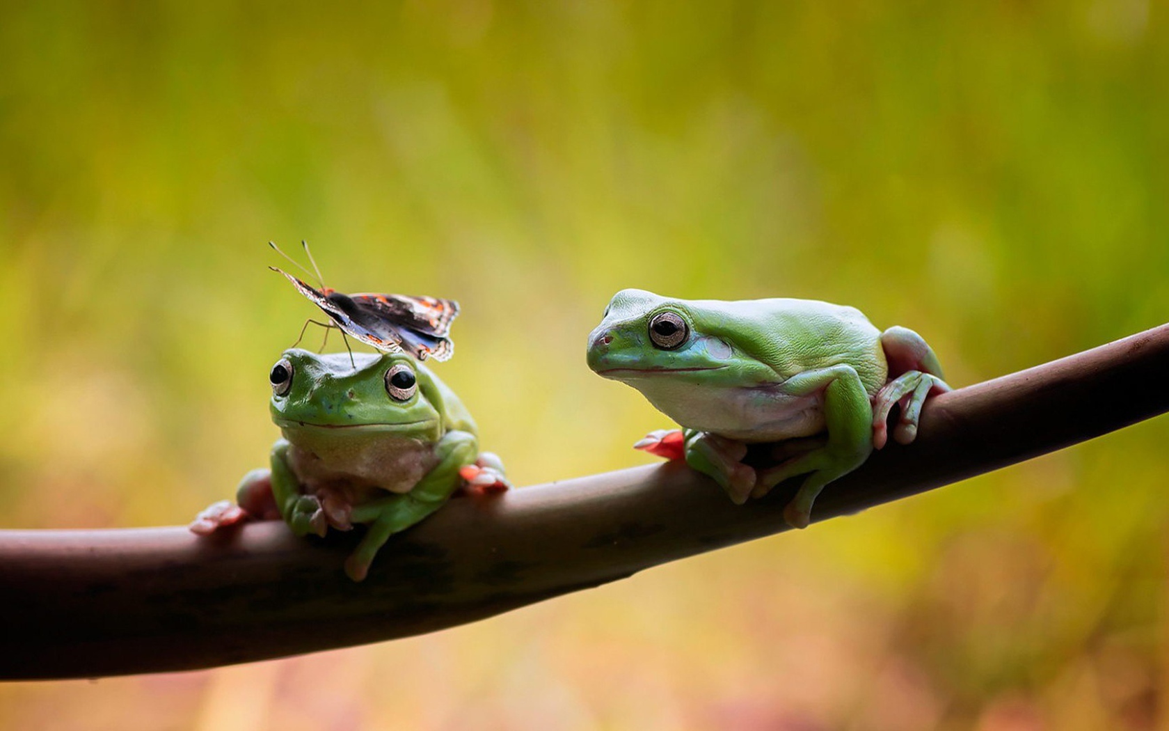 Две лягушки сидят на ветке