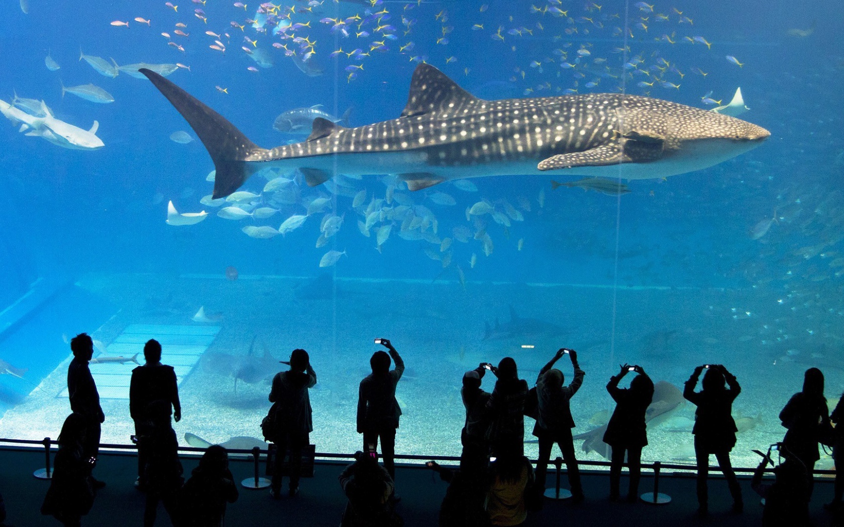 Большая рыба в океанариуме