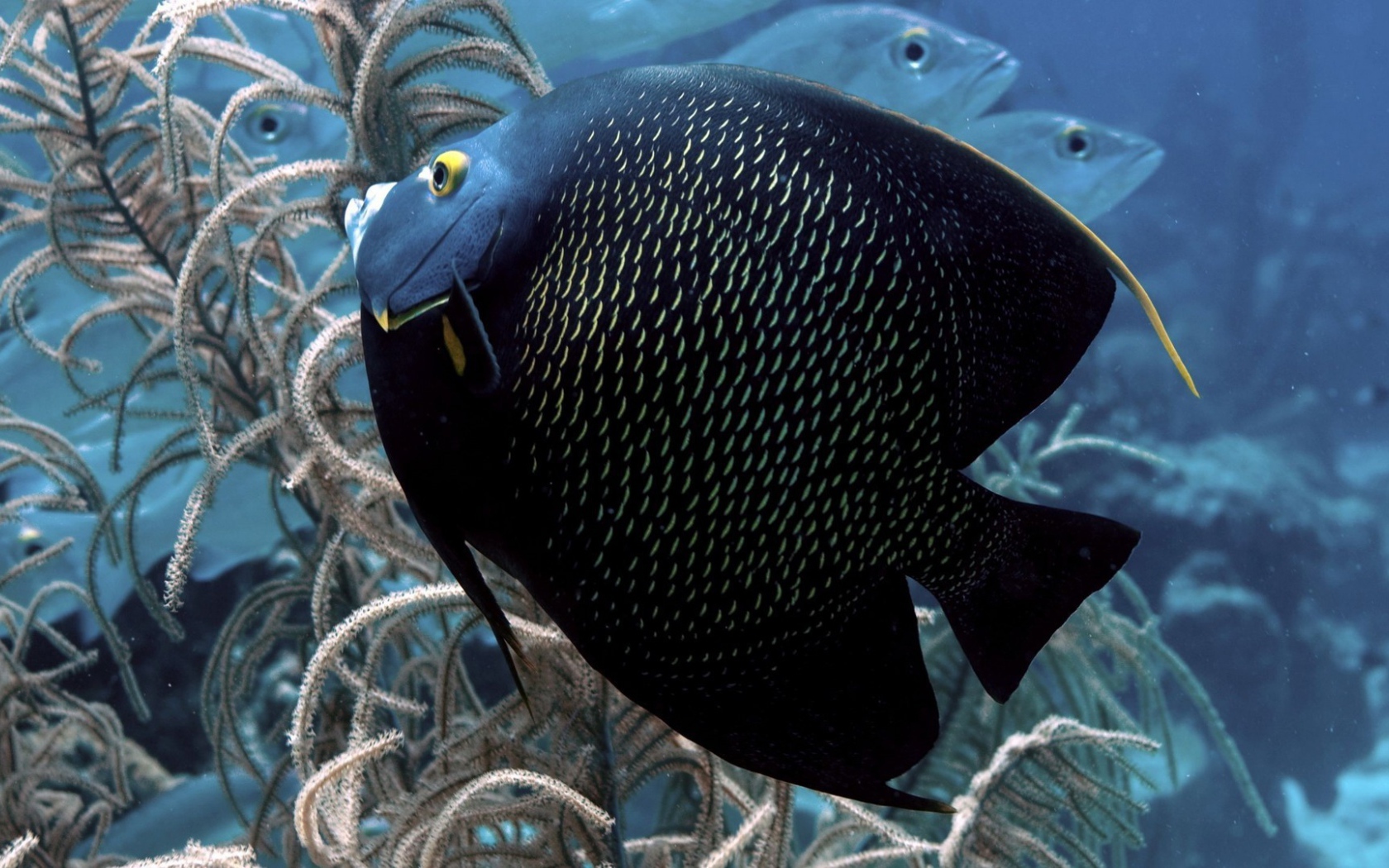 Черная тропическая рыбка