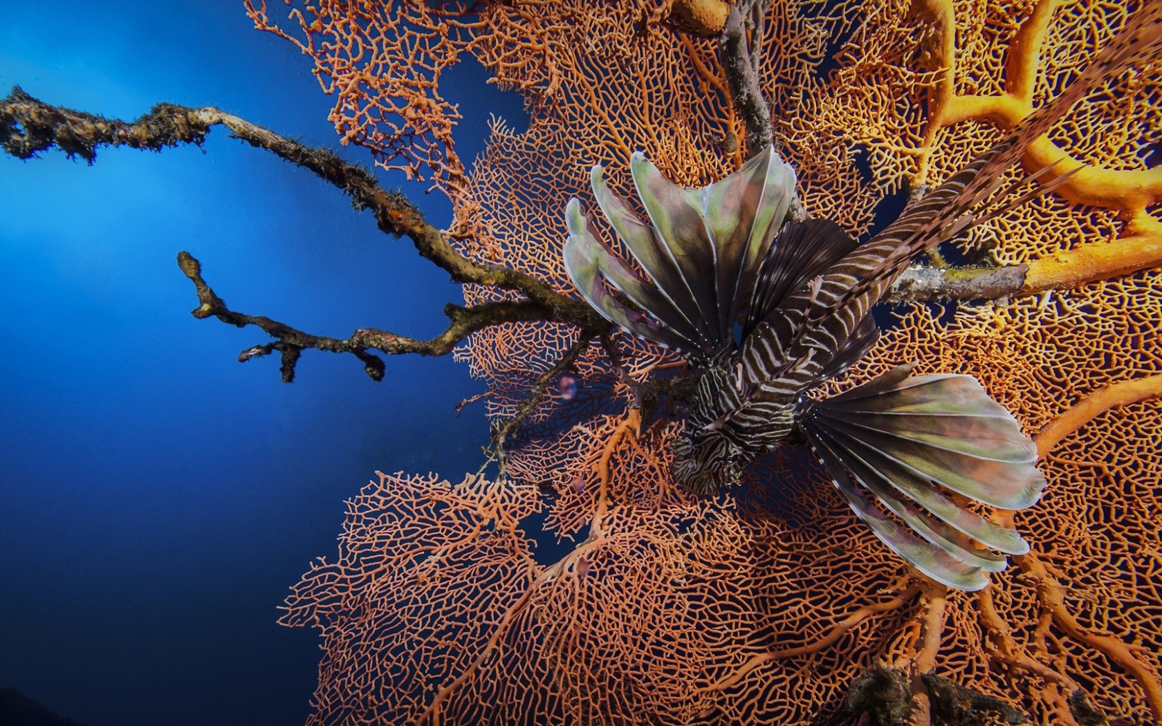 Рыба лев на фоне кораллов