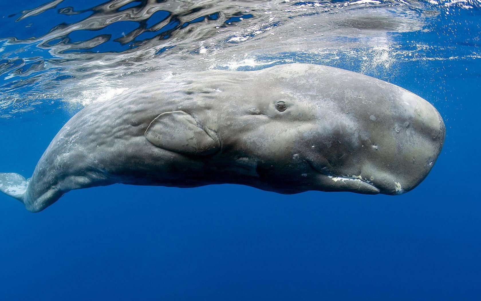 Касатка в голубой воде