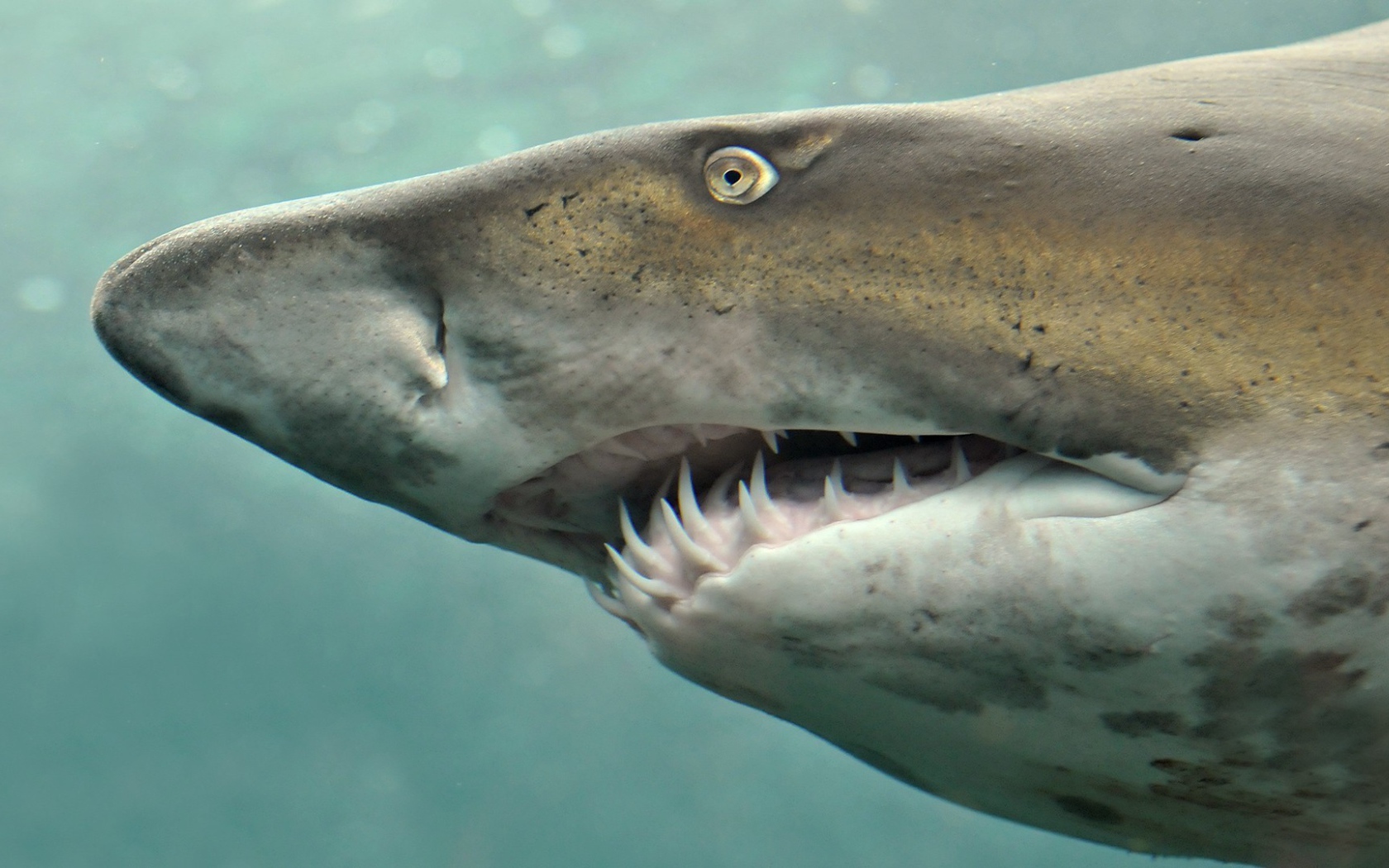 Морда свирепой акулы