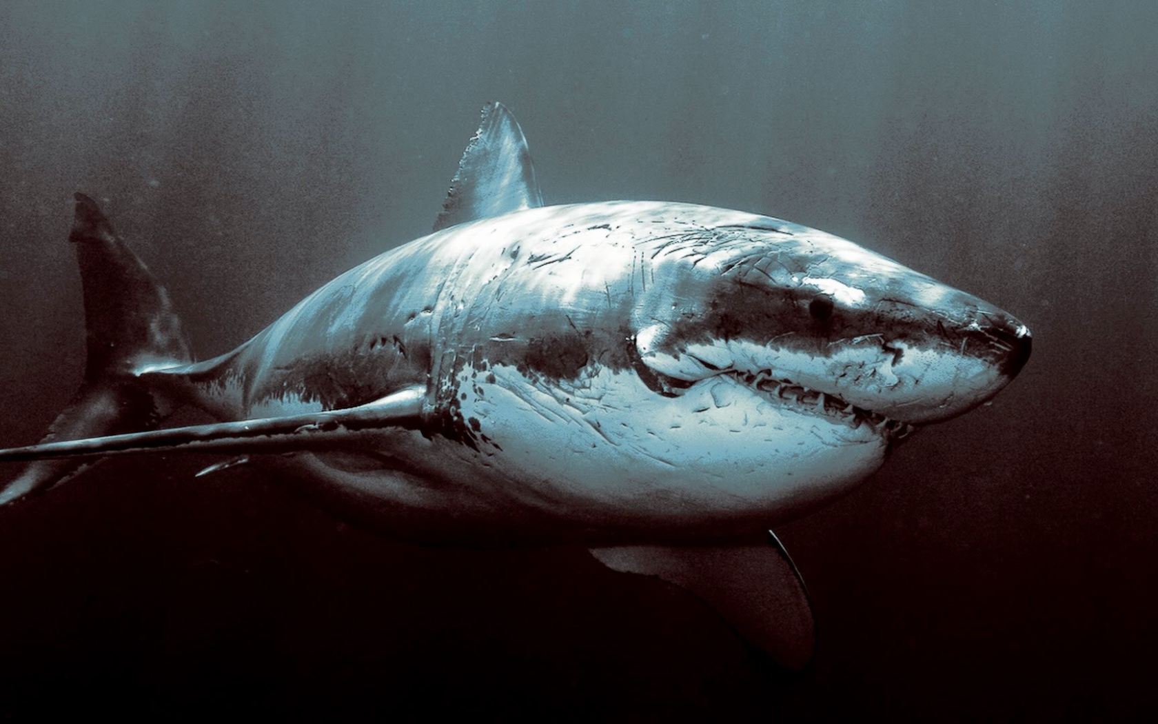 Старая потрепанная акула