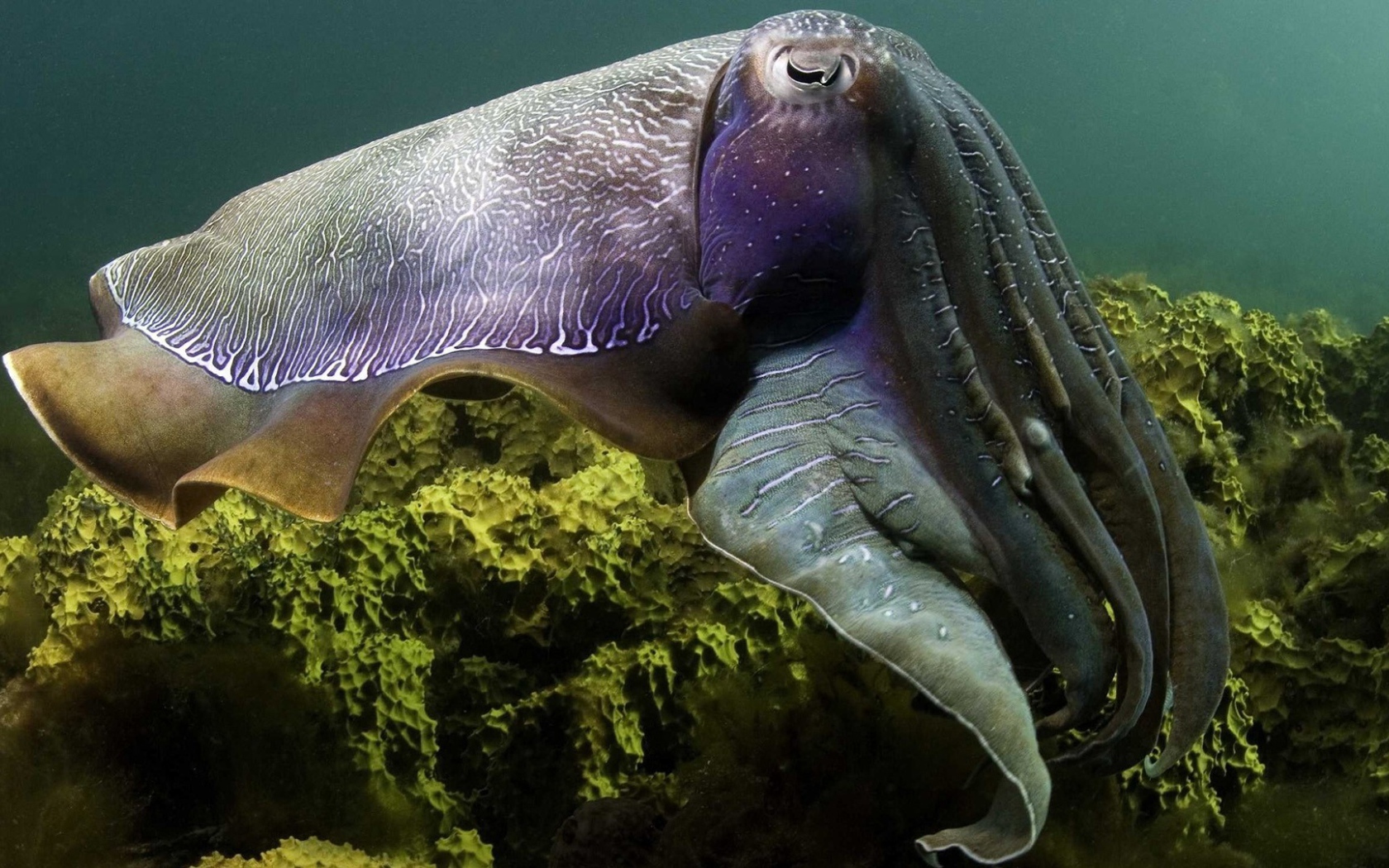 Кальмар над рифом