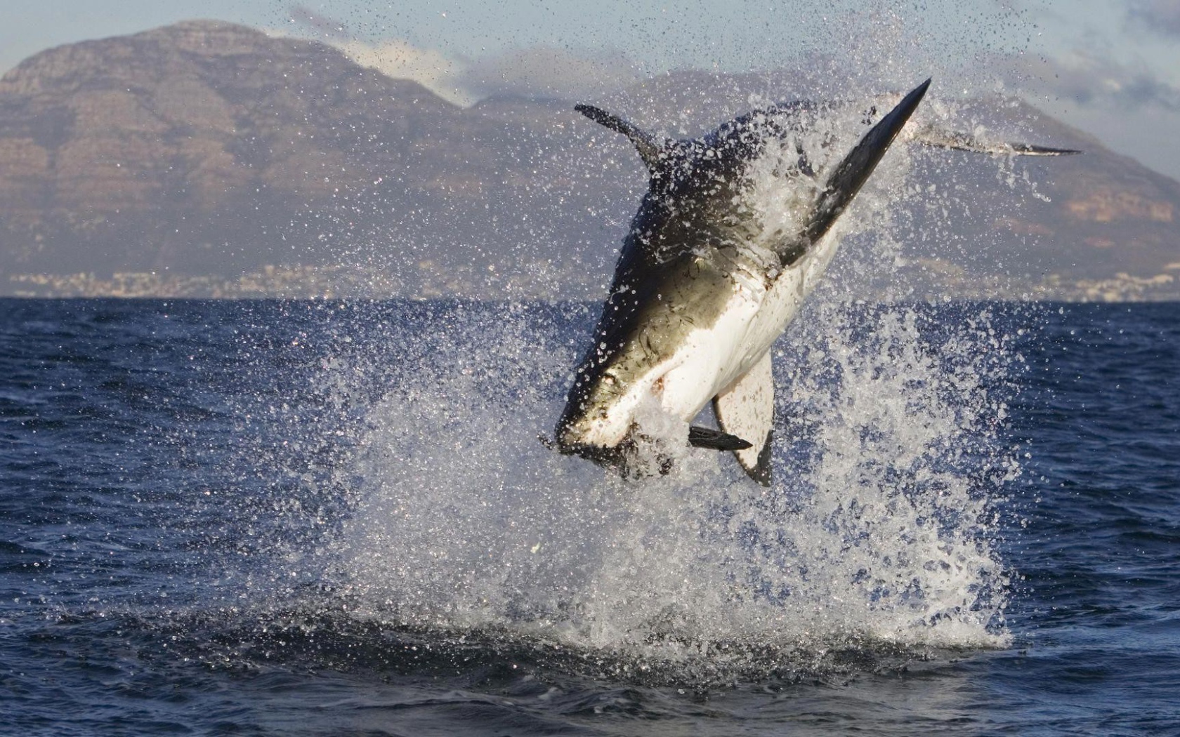 Акула в брызгах  воды