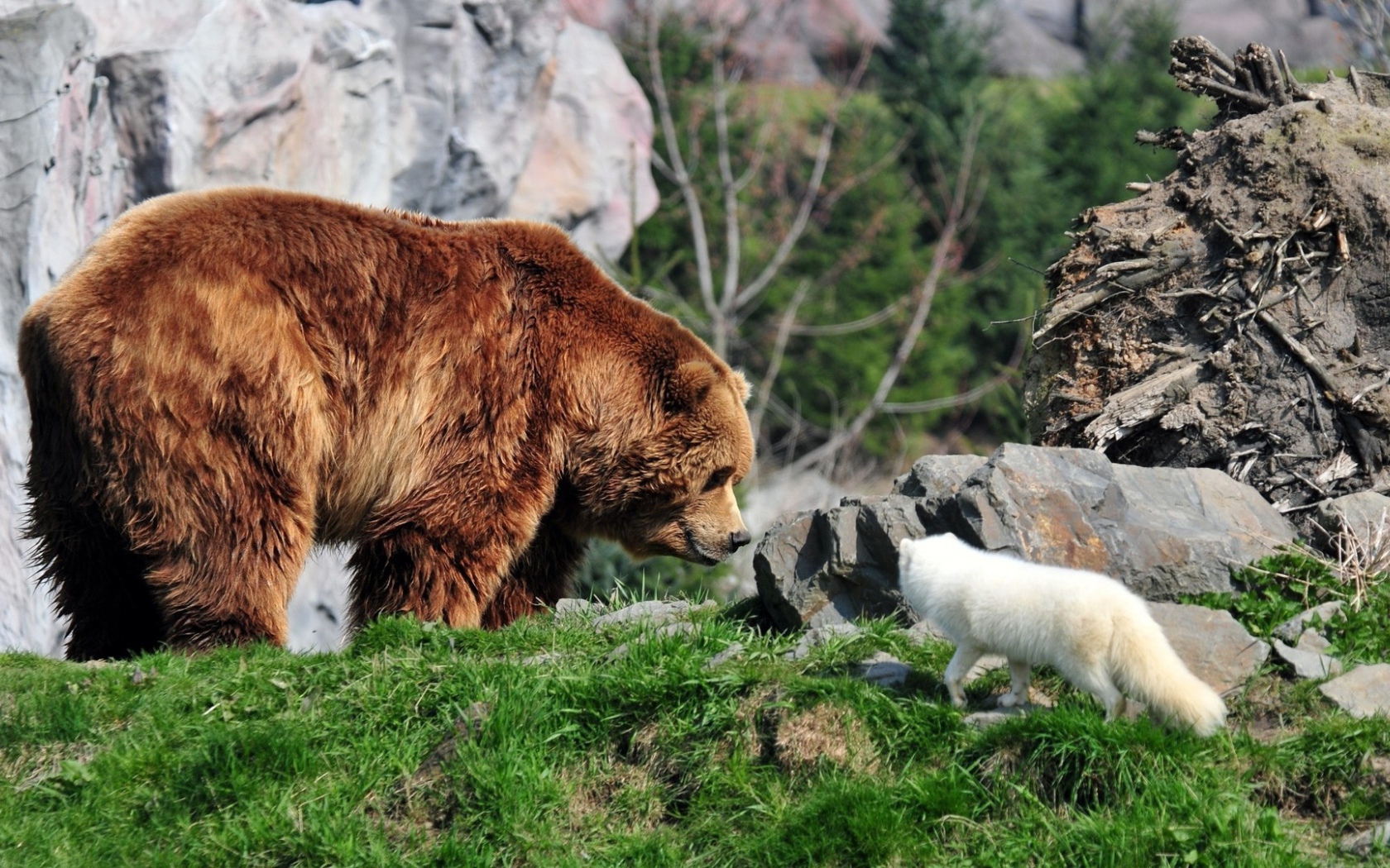 Белая лиса и медведь