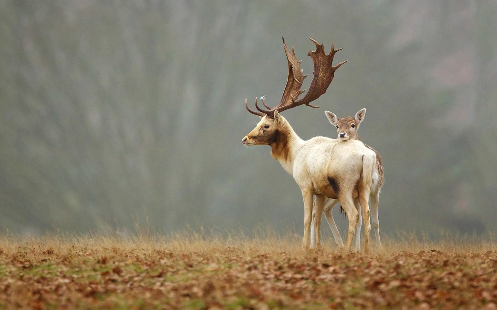Олененок прячется за мамой