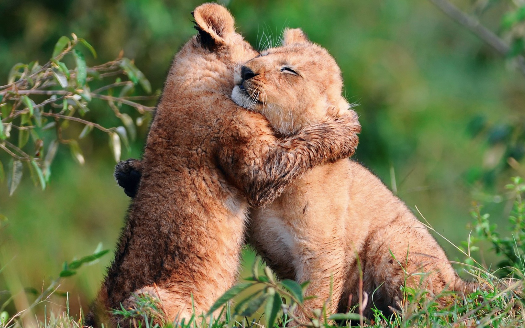 Пара милых львят