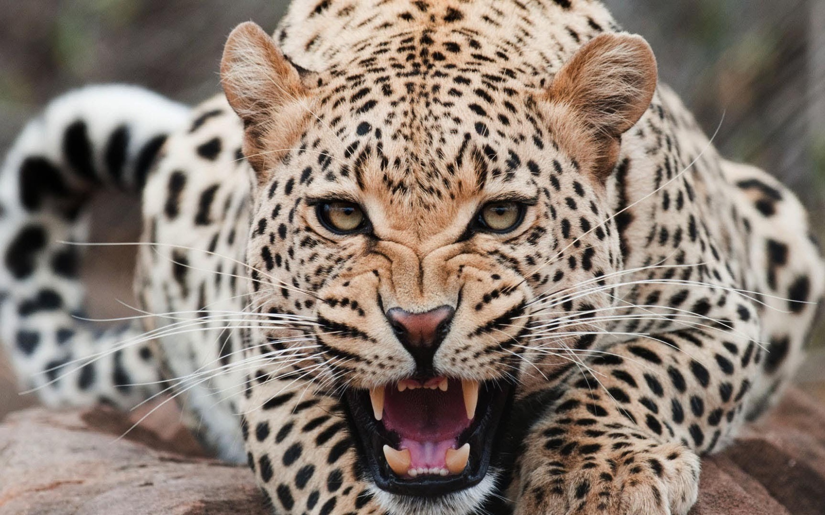 Злой ягуар оскалил зубы