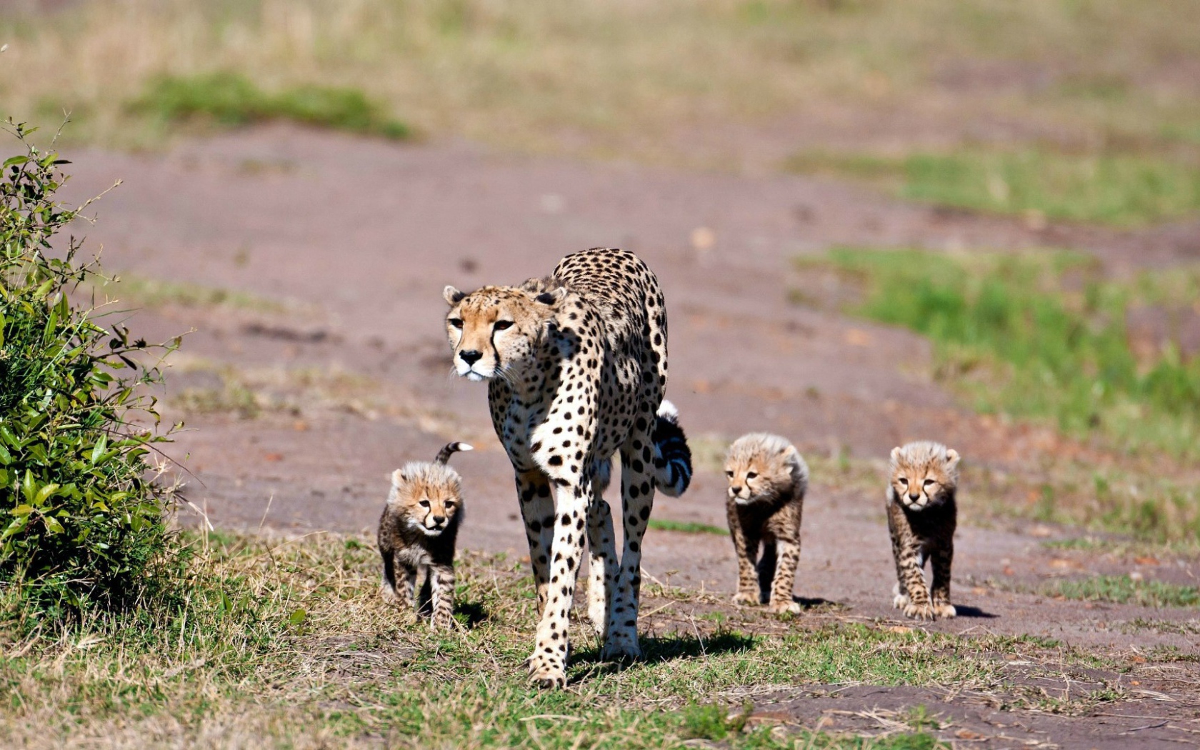 Мама гепард с котятами
