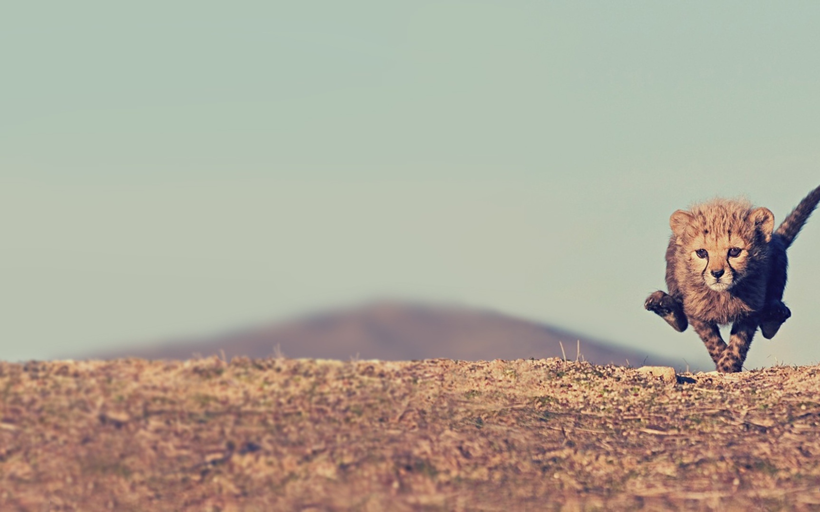 Малыш гепард бежит по саванне