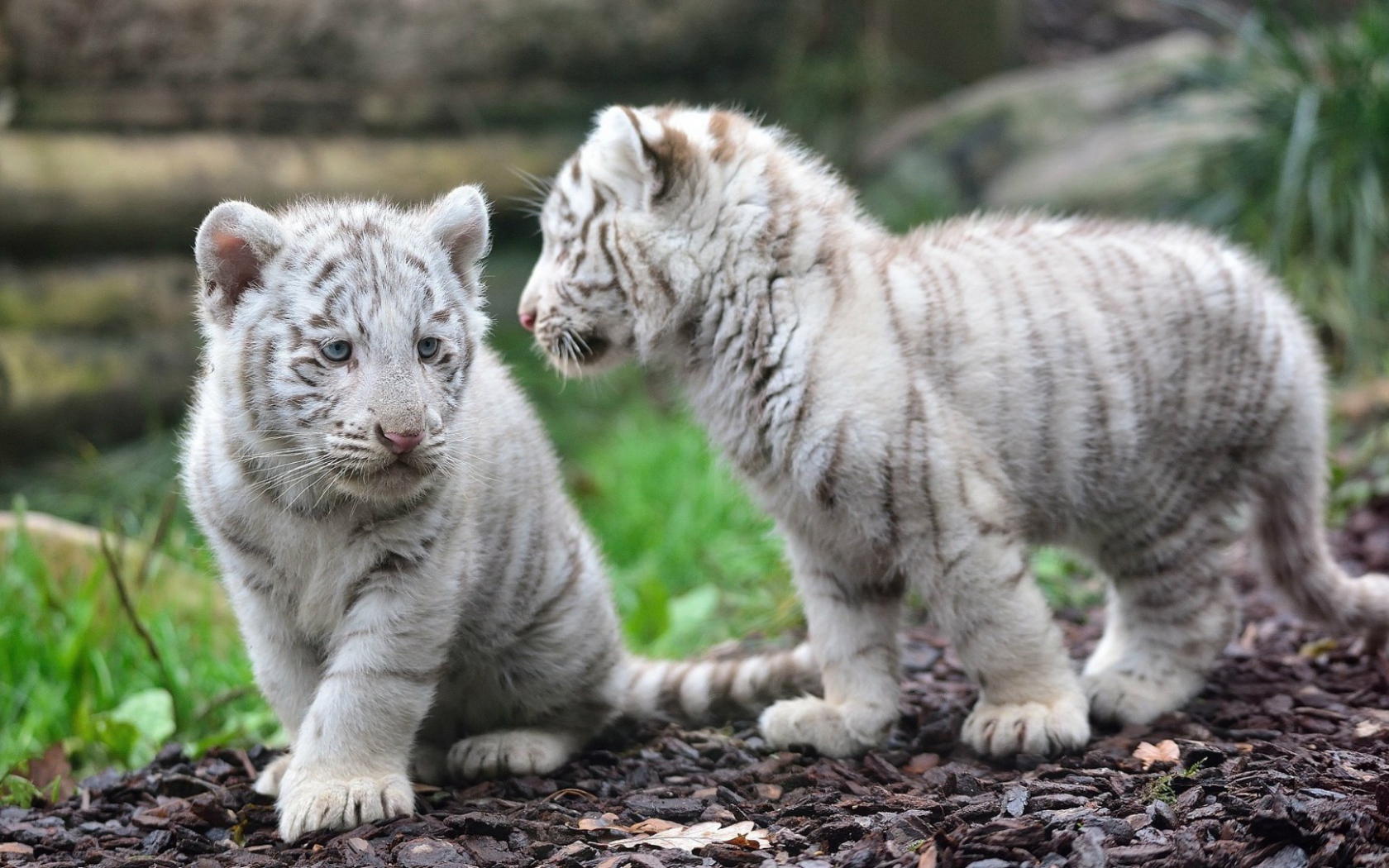 Котята белого тигра