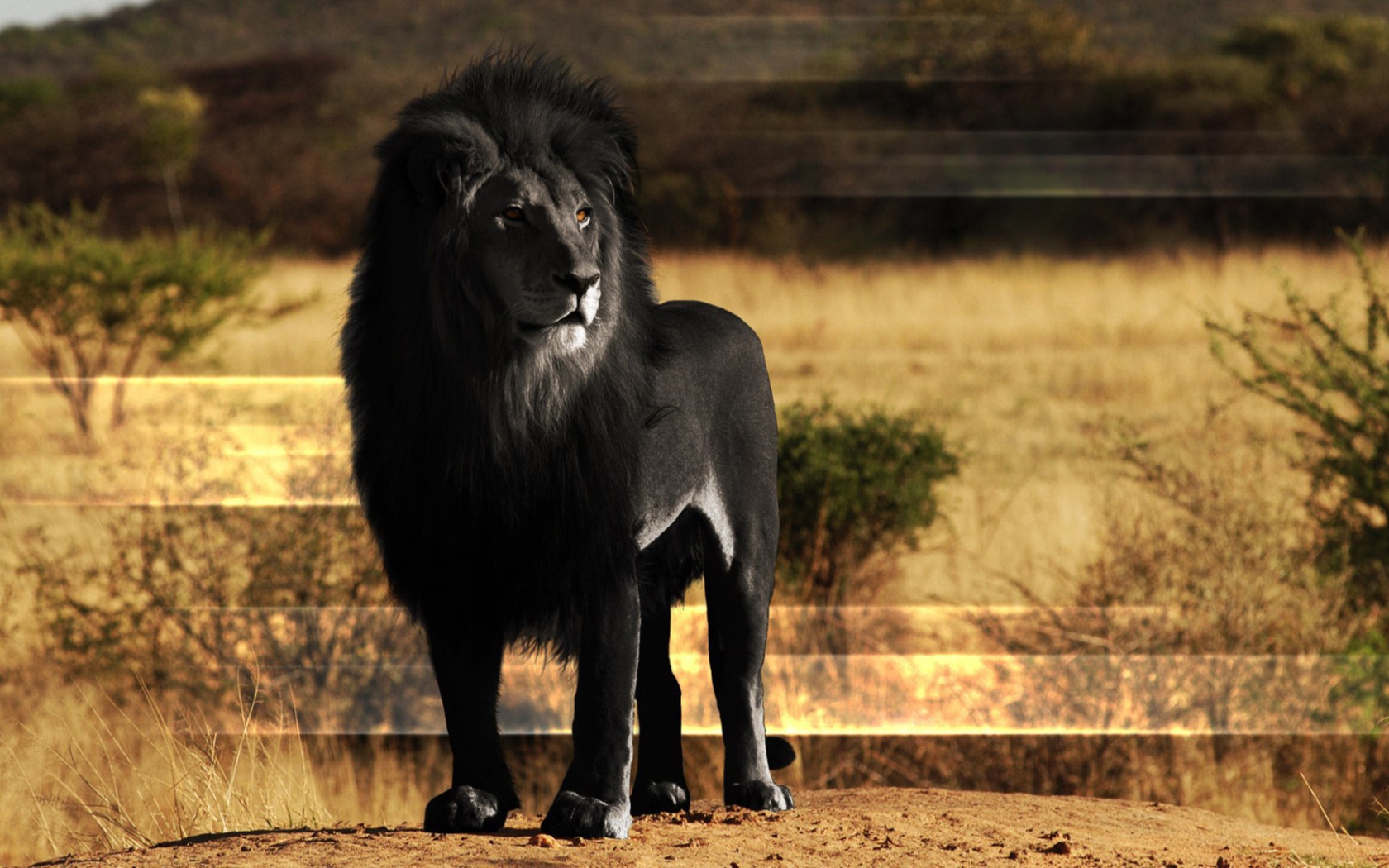 См черный лев. Лев меланист. Черный Капский Лев. Блэк Лион львы. Блэк Лайон.