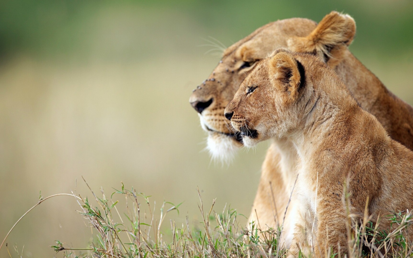 Львица и львёнок наблюдают за зеброй